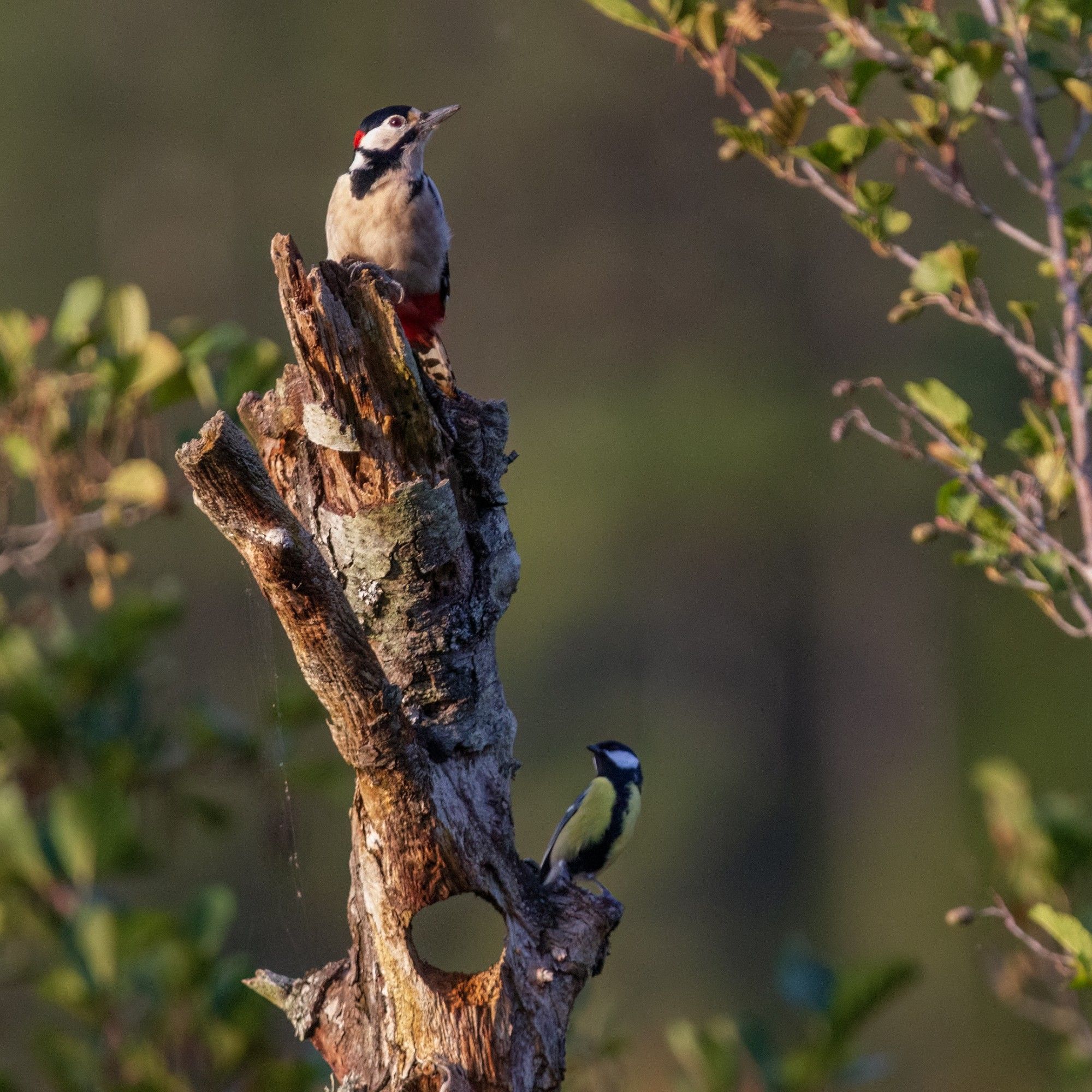 Photo of two birds on a dead tree. They both strike a pose, raising their heads and looking off to opposite sides.
The bird perched on top, a great spotted woodpecker, shows us its white belly and red rump. Its head and throat area has black markings and the back of its red has a characteristic red patch.
The smaller bird at the bottom, positioned in the shade of the branch, is a great tit. The front of its body is yellow with a black stripe running down the middle. Its face is black with a white cheek.