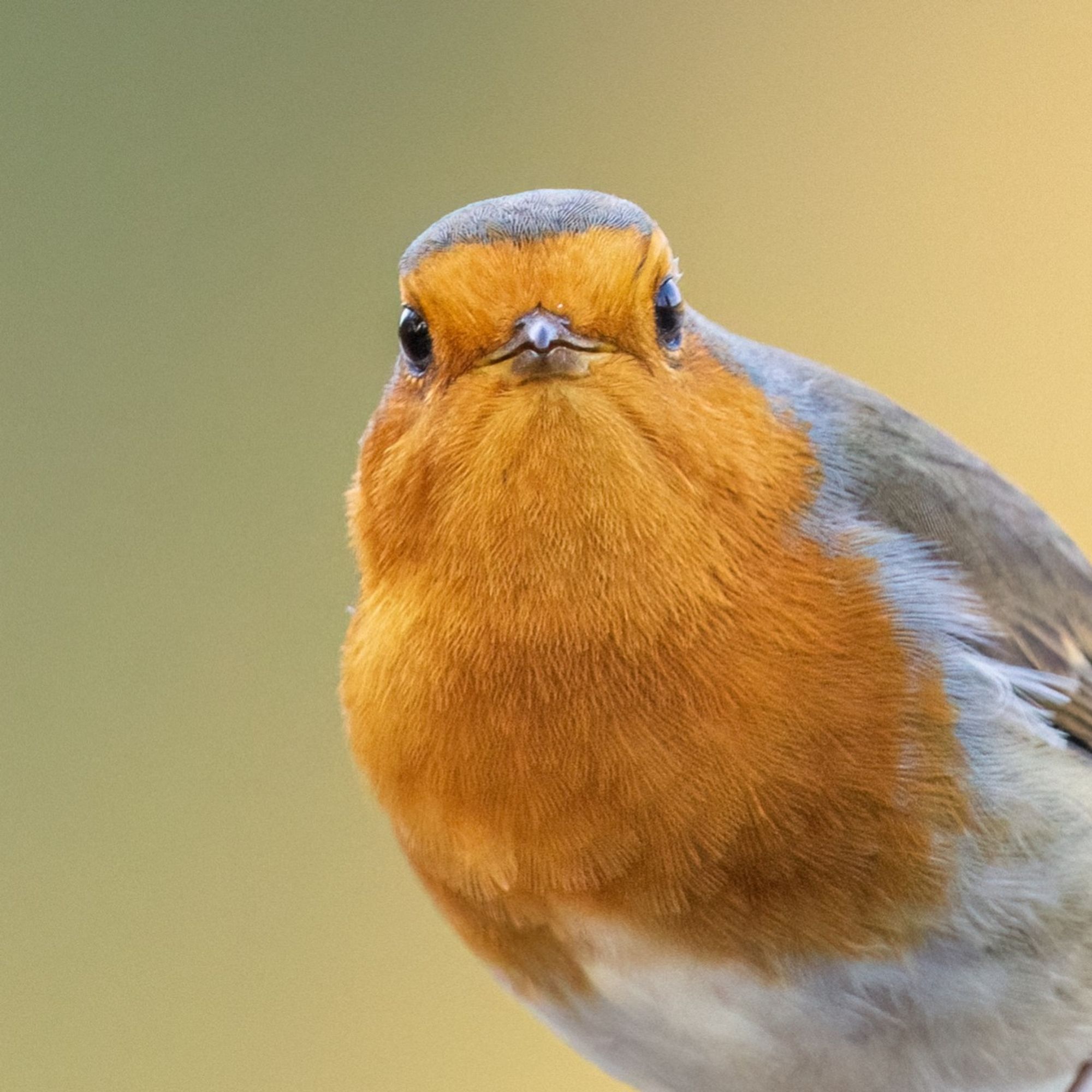 A european robin stares down the camera with a rather astonished look.
Its face and throat are orange, its belly is white and the feathers covering its wings and back are grey-ish brown.