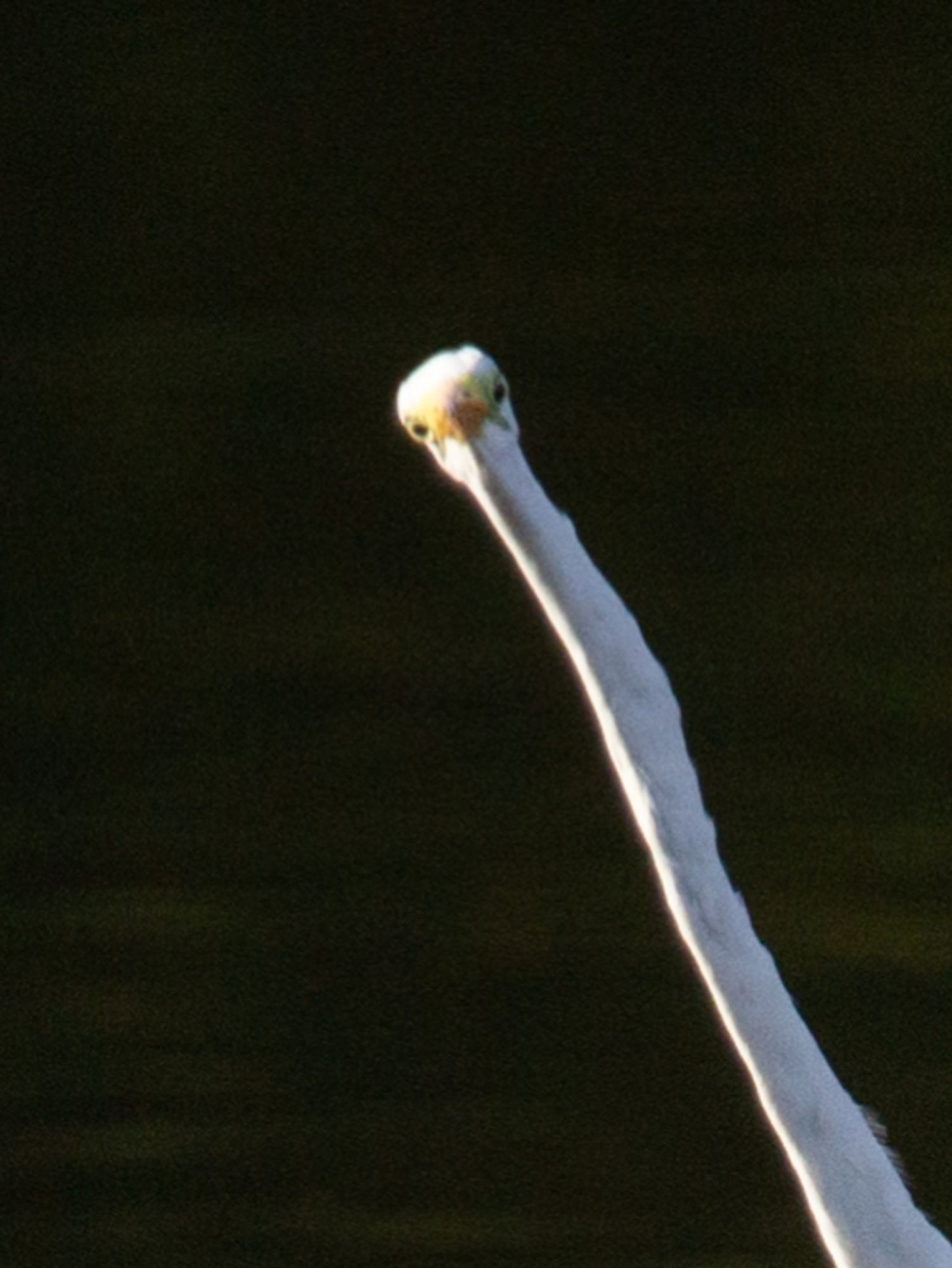 A great egret goes for maximum goof. Its neck is so long it eventually leaves the frame in the bottom right corner. 
The egret is all white, with a yellow bill and green-ish parts around its yellow eyes.