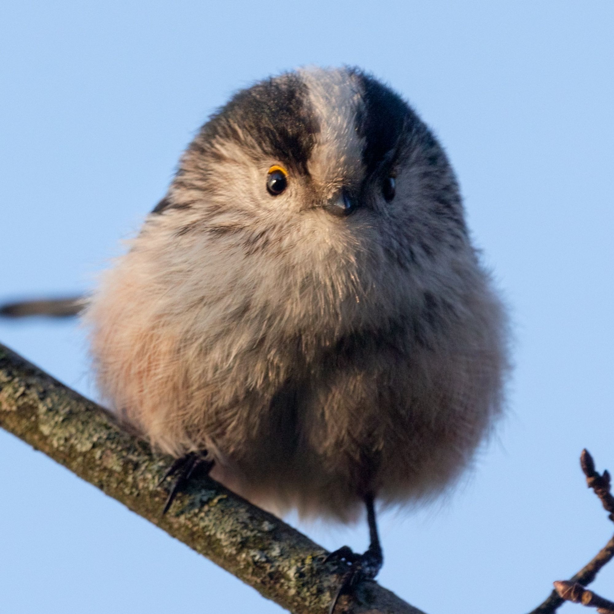 A long-tailed tit displays the ultimate combination of bird's best traits: Borbness and goofiness. Its feathers are all puffed up, particularly towards its belly, giving the impression that the bird wears flared pants.
The long-tailed tit is mostly white, with some black markings on top of its head. Its upper eyelids are yellow. It has a very short black bill.