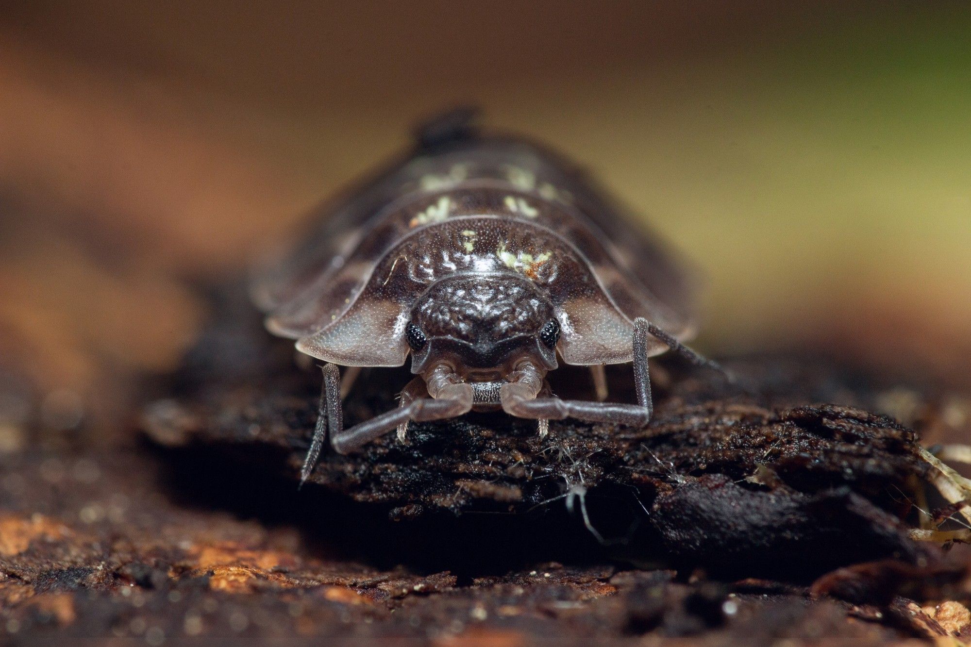 Macro photo of a common woodlouse facing the camera. Its segmented body is mostly a brownish grey which turns brighter towards the edges of the segments. Bright, yellowish patches are scattered throughout its armor. The woodlouse has black compound eyes and segmented antennae.
And yes, that's probably a piece of poop on top of it, just out of focus.