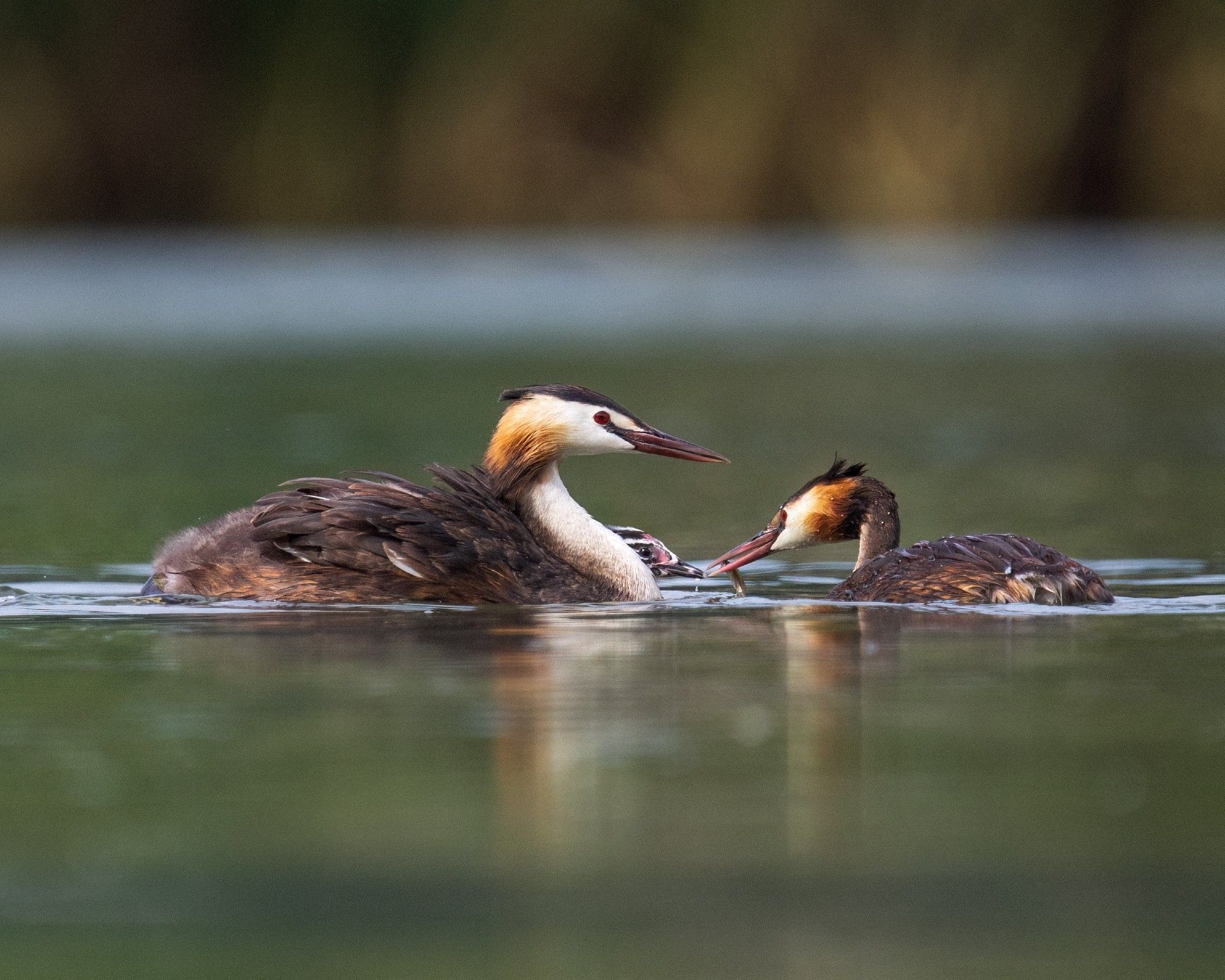 Photo of two relatively large birds on the water. They are mostly brown, and their long necks and faces are white with brown or orange decorations in the collar area. Both adults have dark brown crests on their heads. Looking closely, the head of a juvenile can be seen between the two adults, accepting a small fish from the adult on the right. The juvenile's feathers have a black and white pattern.