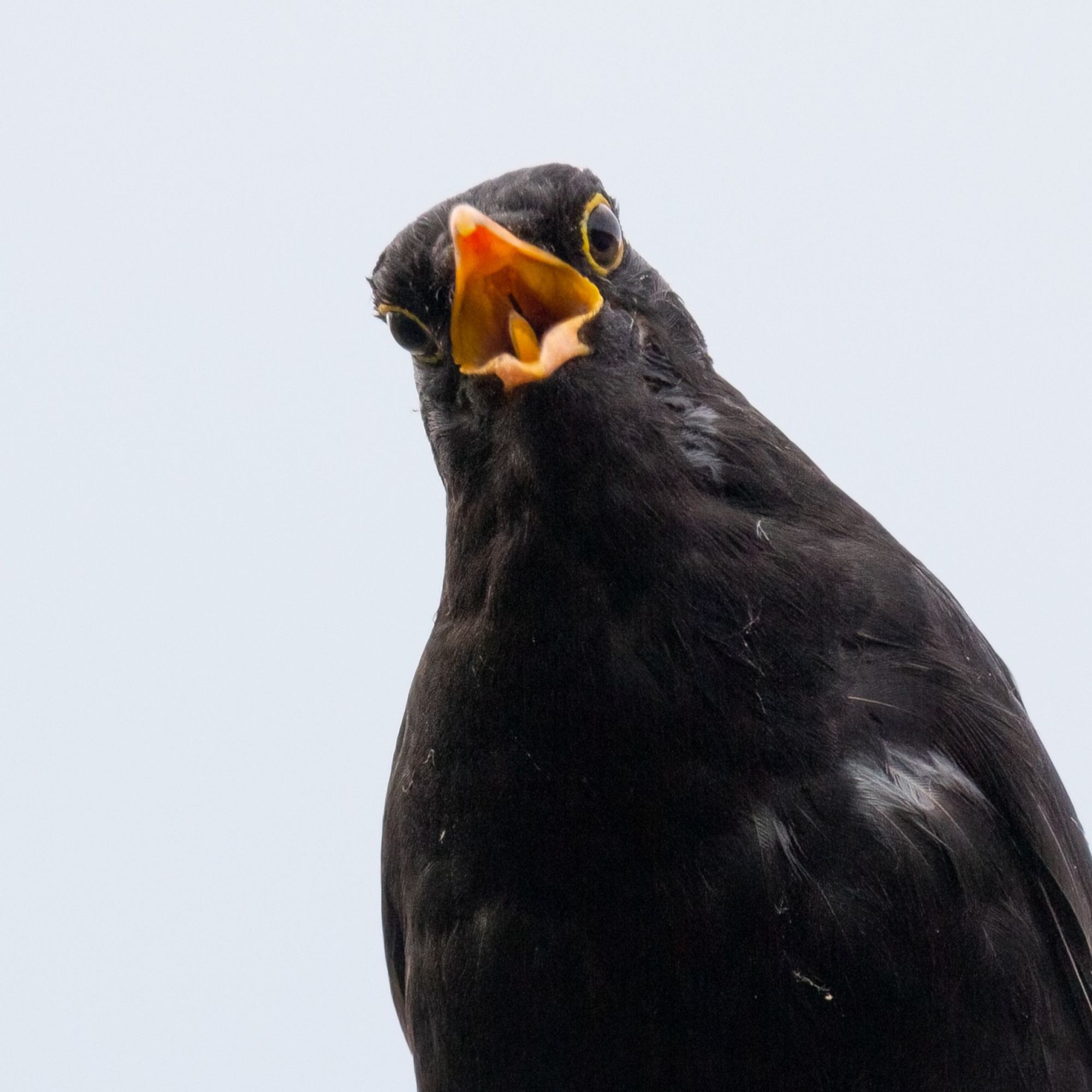 A male blackbird screams at the camera. Its head is slightly tilted to our left, and its beak is wide open as it loudly announces its displeasure at the intrusion into its territory.
The blackbird is entirely black, with the exception of its yellow beak and skin surrounding its eyes.