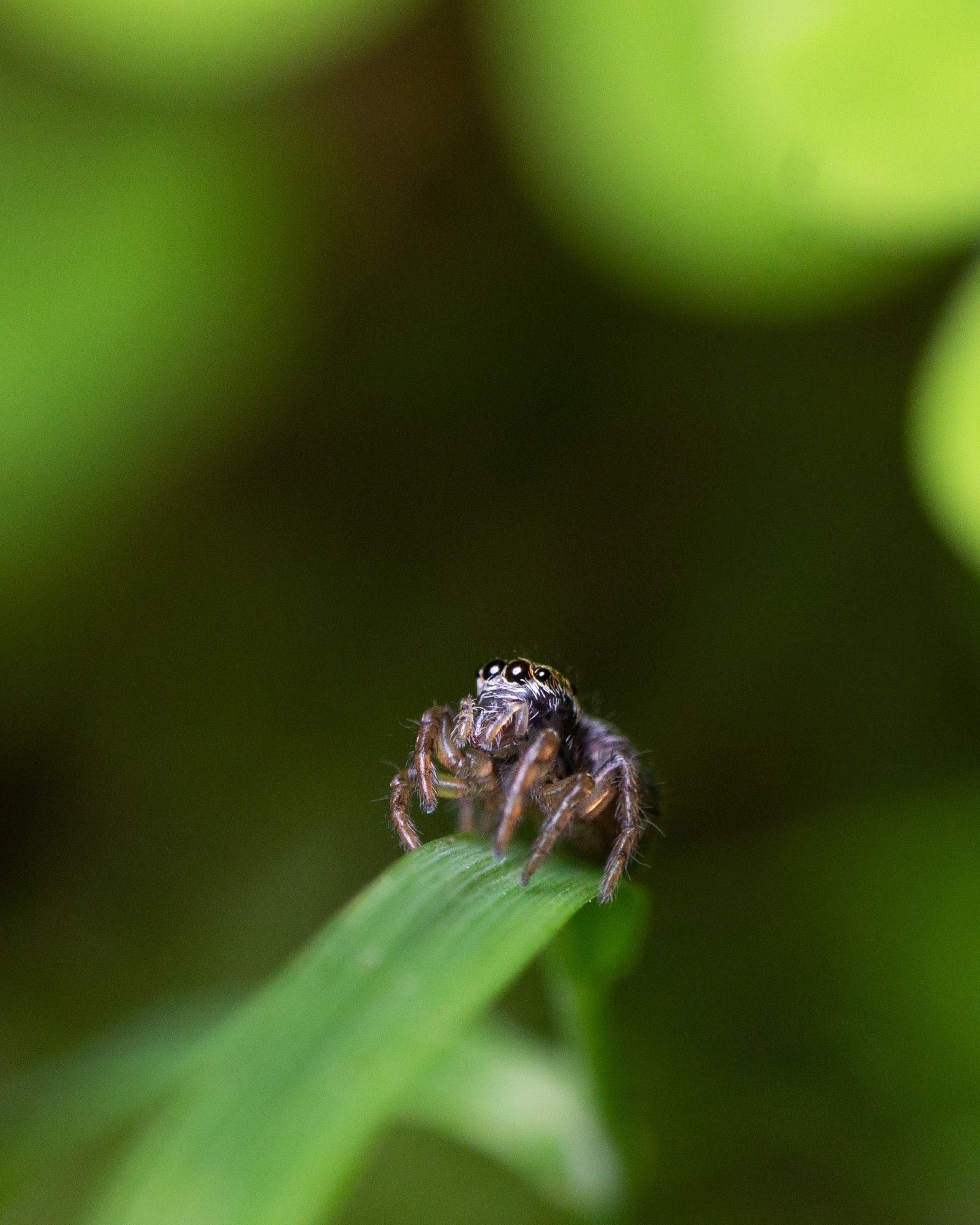 Macro photo of a small jumping spider on a blade of grass. It has raised its head to look up, and white reflections of the camera's flash diffusor can be seen in its 3 visible forward-facing eyes. The spider is darkly colored, with a black body, brownish legs and some white and yellow hairs on its face. The background is blown out and a few brighter blobs of yellowish green can be seen where sunlight illuminates leaves.