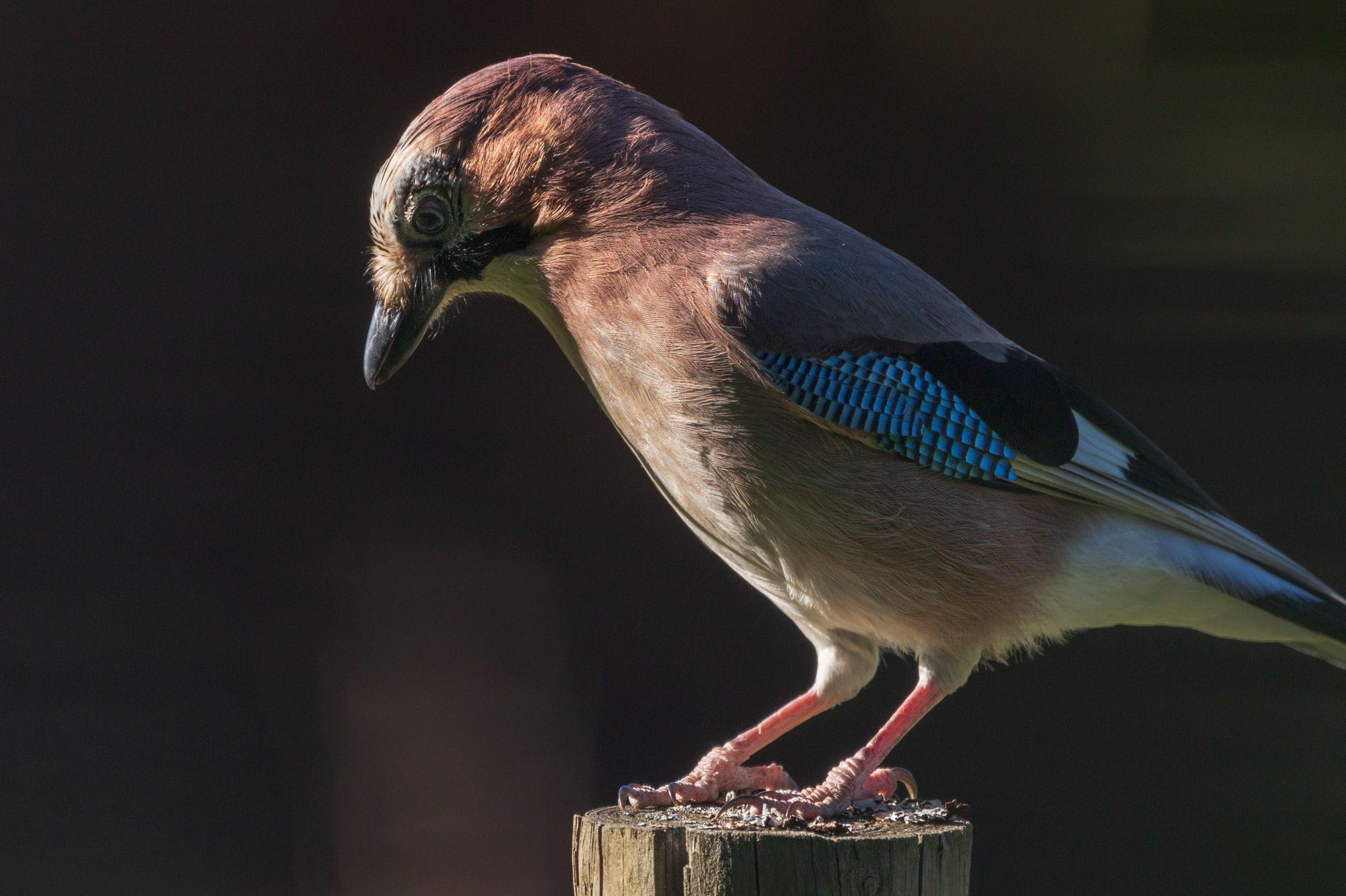 Photo of a Eurasian jay, an about crow-sized bird perched on a fence pole. Its feathers are mostly a light shade of brown, with some black and white towards its tail and on its wings. It also has a black "mustache". The jay's most striking feature are the few brilliantly blue feathers on the its wings.