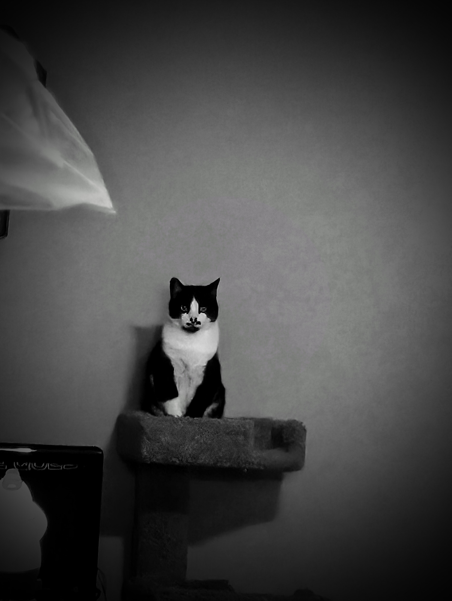 Cat sitting on scratching post looking like a menace. 