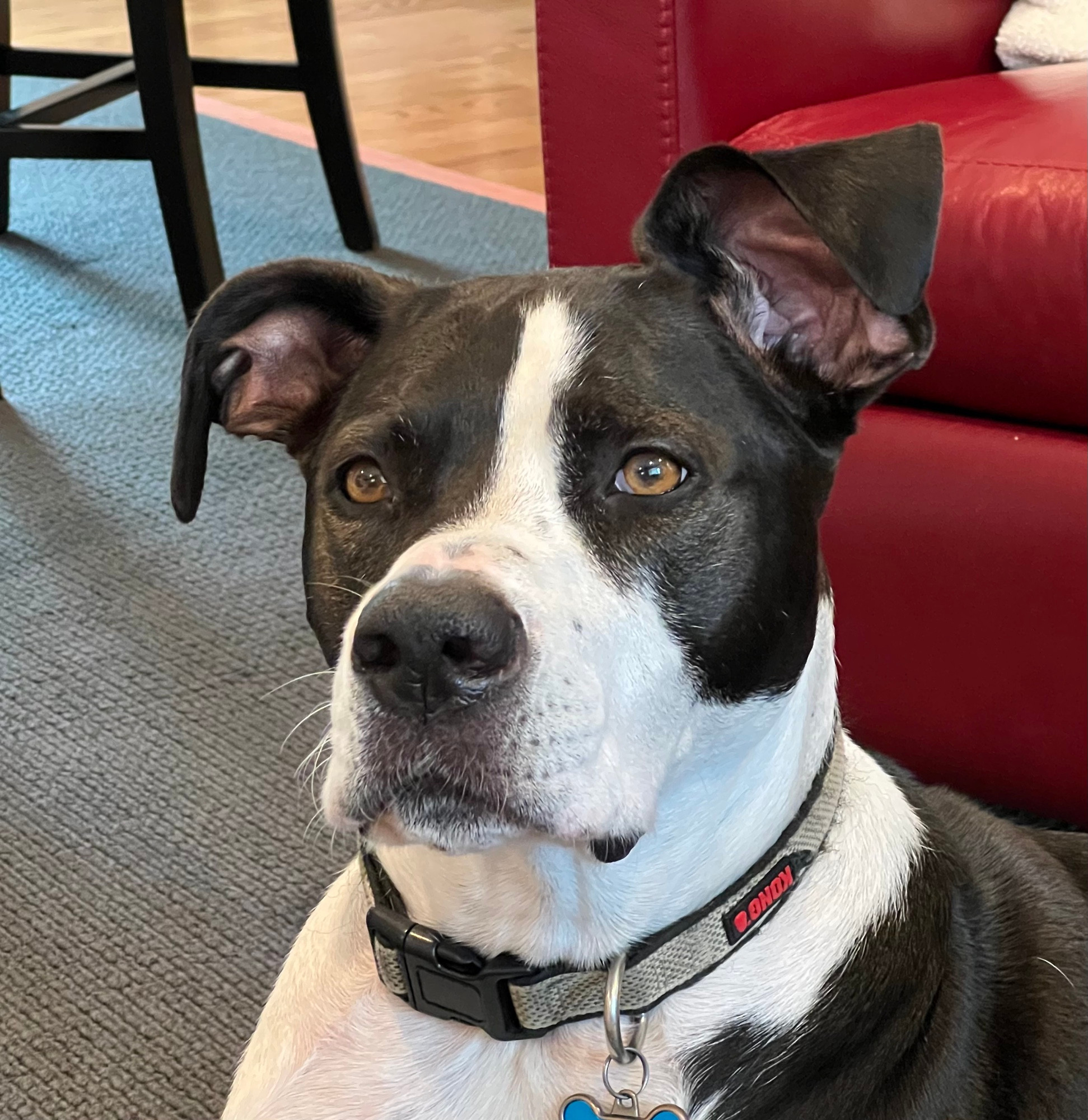 A Great Dane mix look into the middle distance. Her right ear stands straight up with the tip flopped over. 