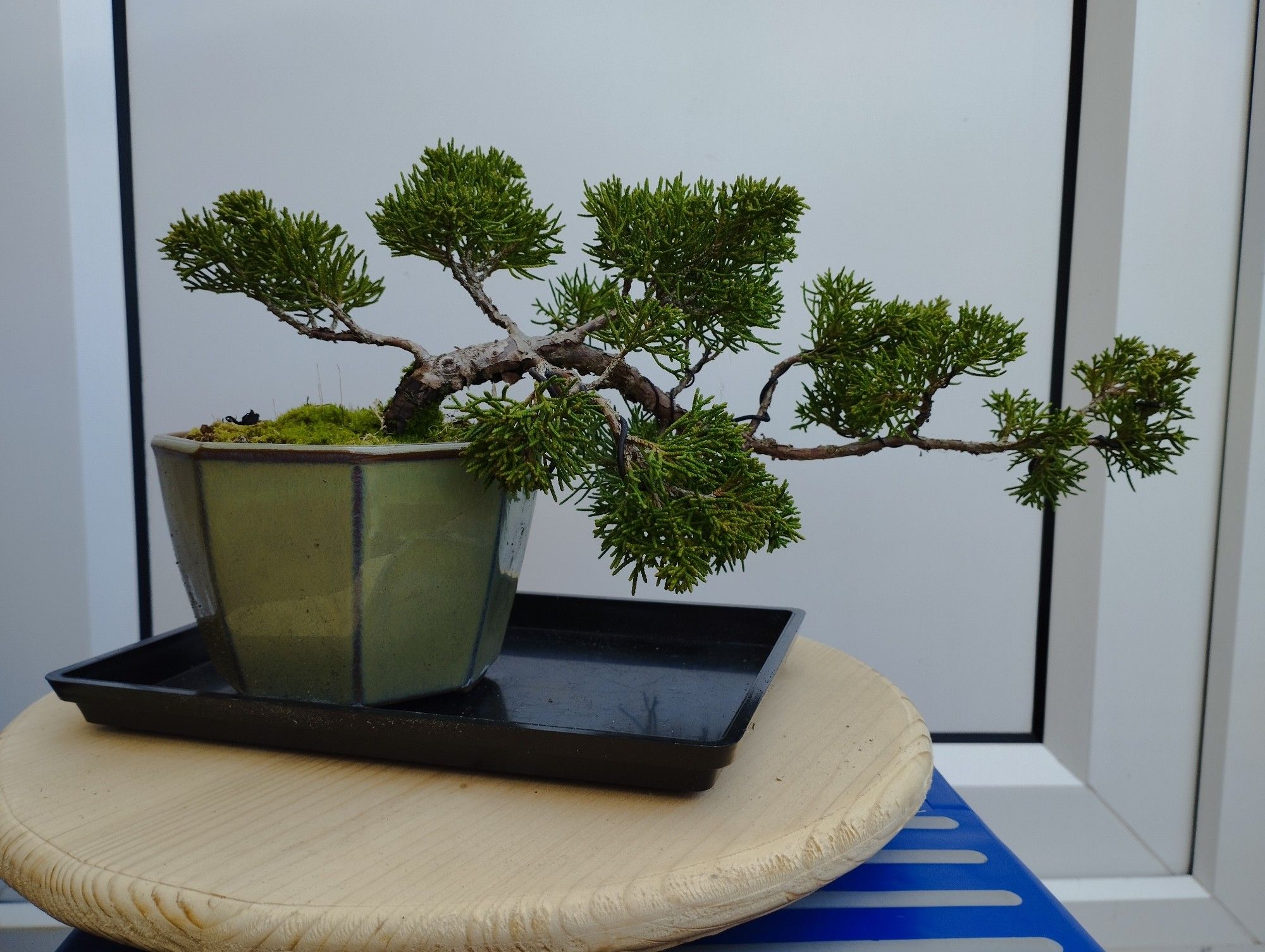 The same Itoigawa Juniper but in 2022 where it was in the semi cascade style