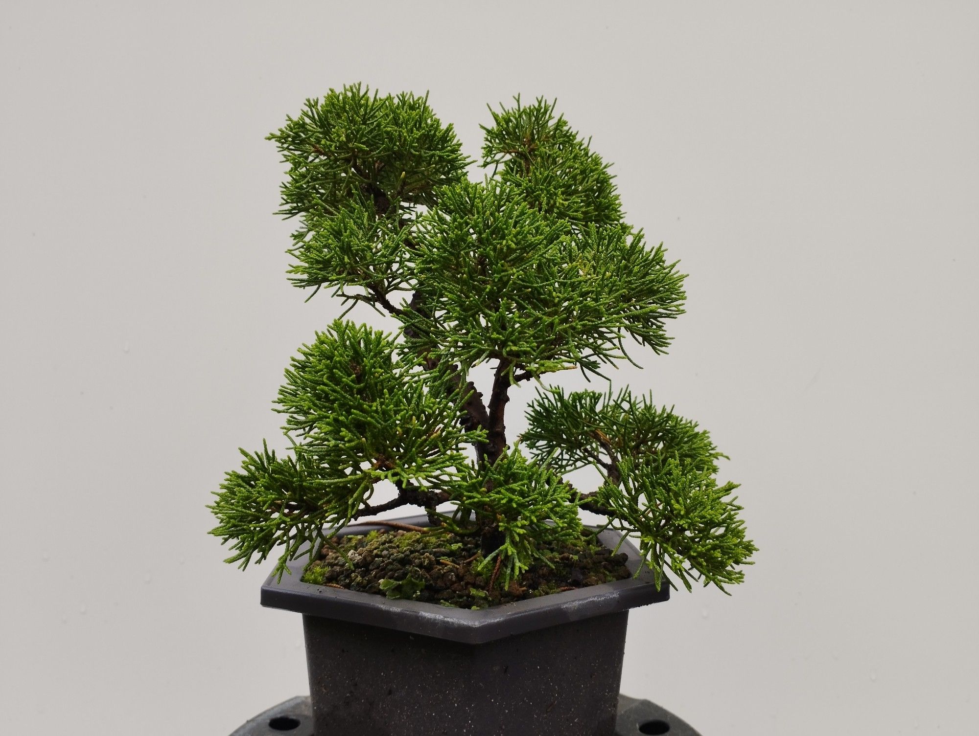 Informal upright Itoigawa Juniper prior to today's refinement, pruning and wiring