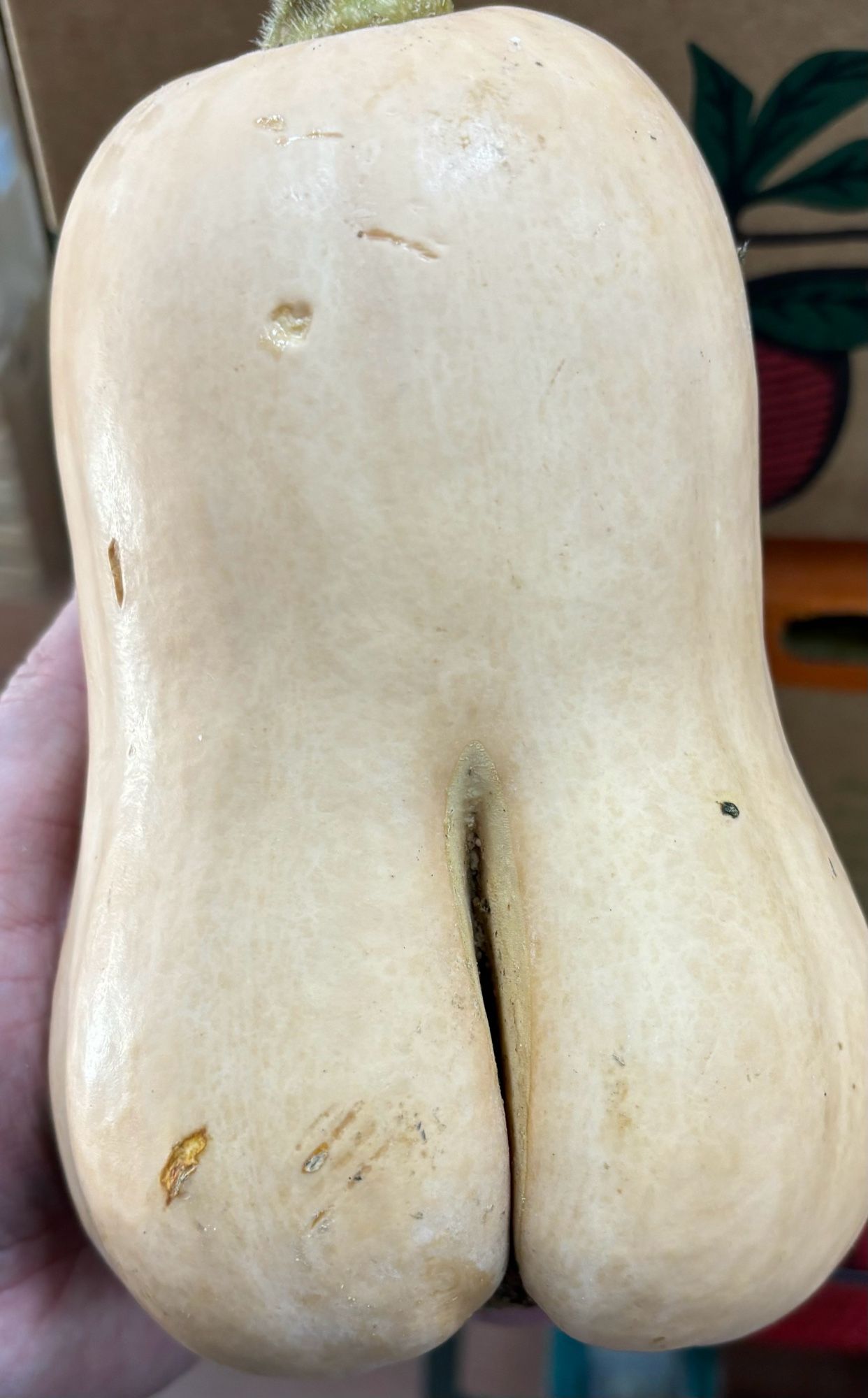 A slightly malformed butternut squash that kind of resembles a human butt. 