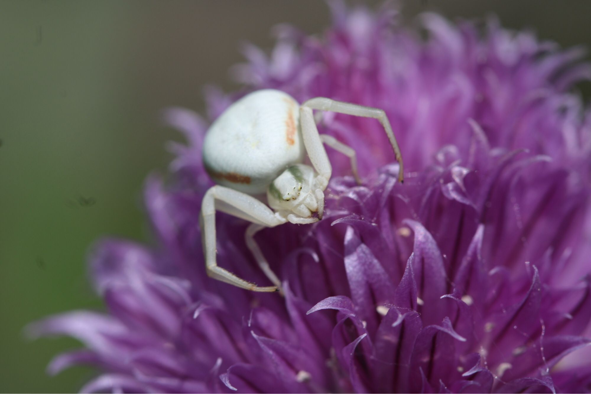 White flower crab spider waiting for prey on purple chive flower head.