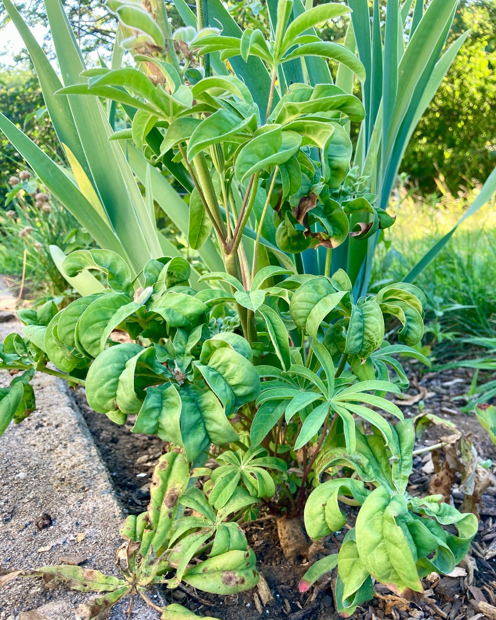 Photo of a lupine plant growing in soil next to a low retaining wall. Some of the leaves look normal, but most are curled and ruffled. All the leaves are a healthy green color.