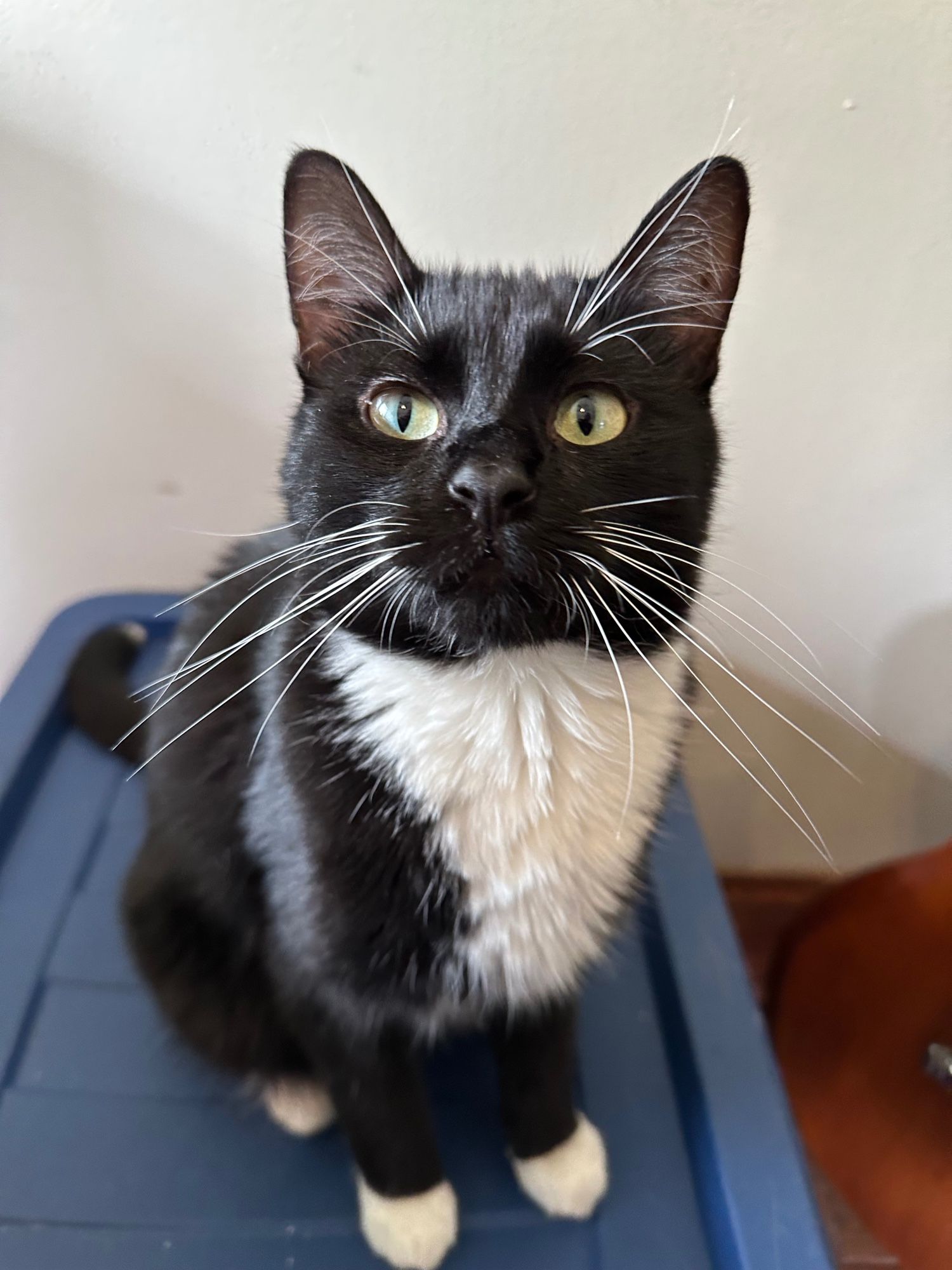 Tuxedo cat on a plastic tote.  She wants pets.