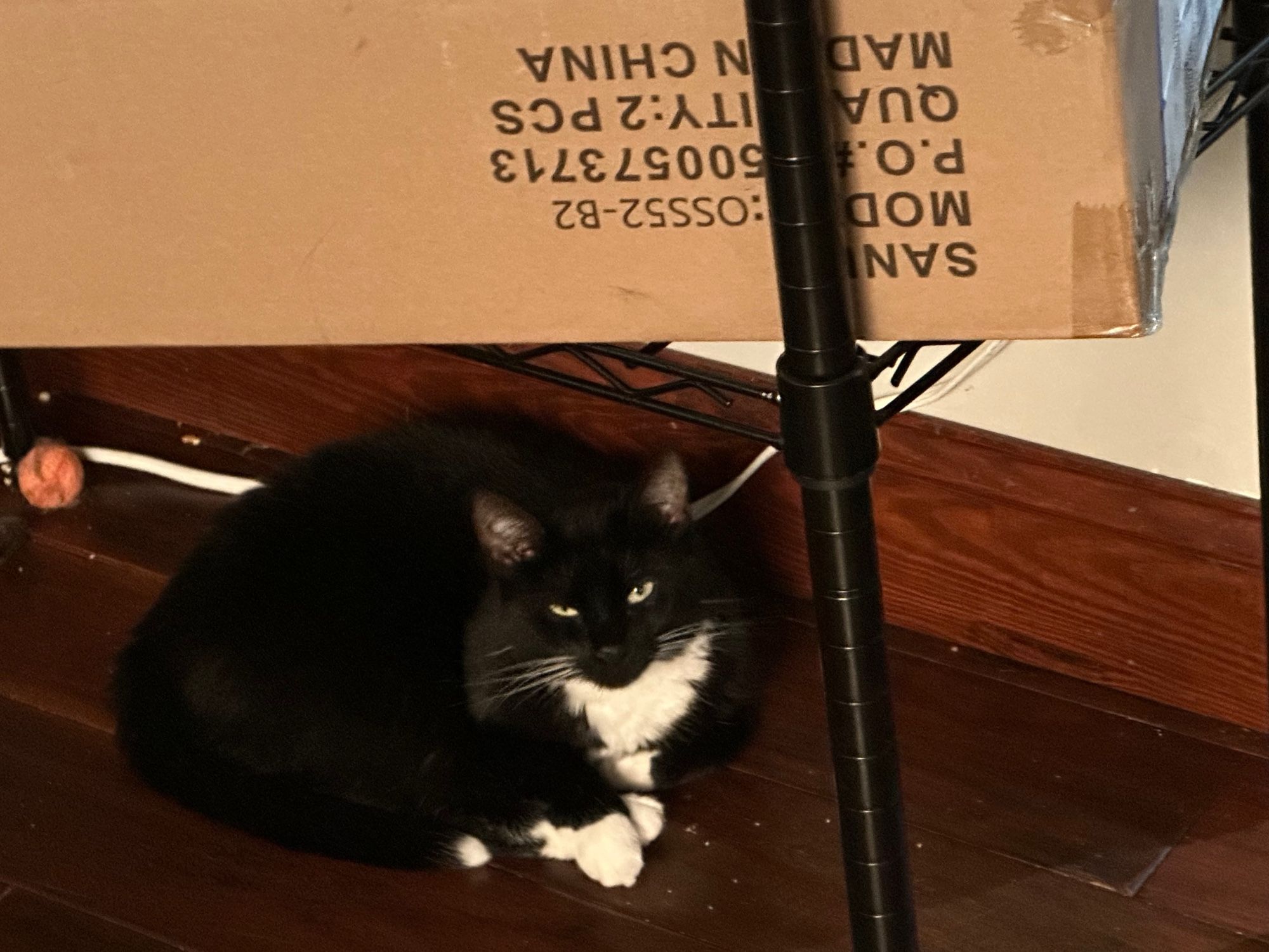 Tuxedo cat hiding under a shelf