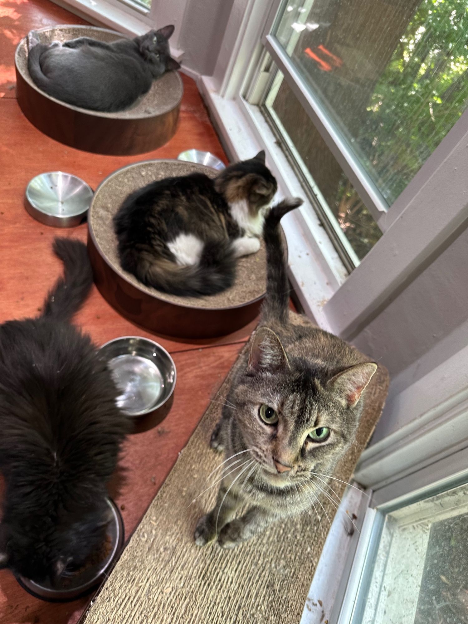 Grey cat (Squirrel) and patch tabby (Princess) in round cat scratcher beds in bay window, tuxedo cat (Ponies) eating, torbie cat (Biscuit) hoping for pets