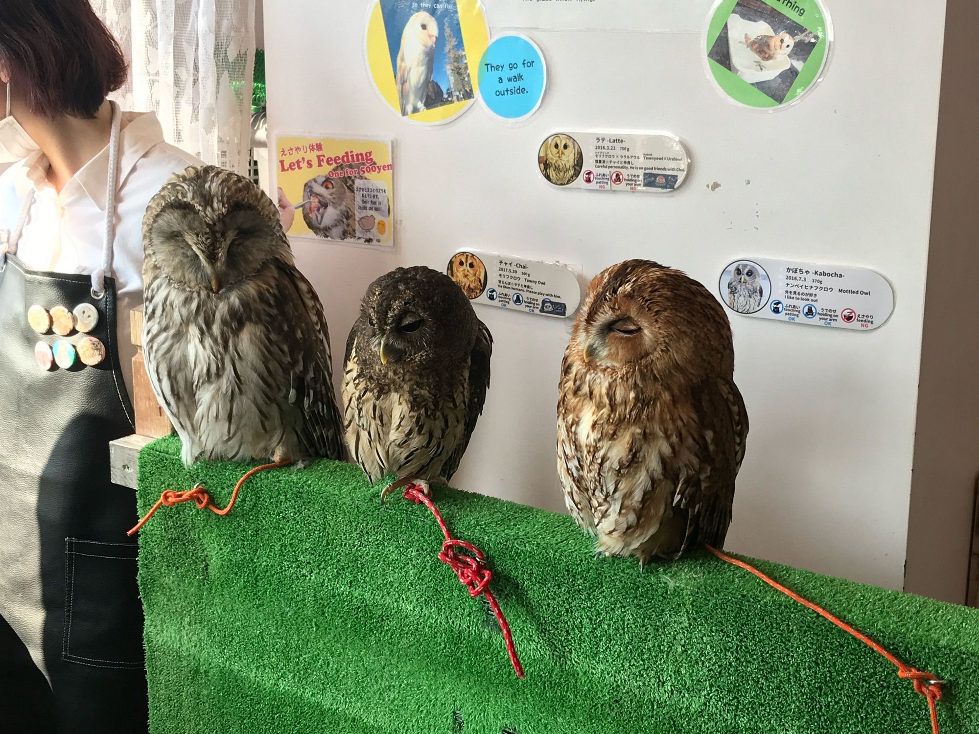 3 owls in an owl cafe in Tokyo (Shinjuku area)