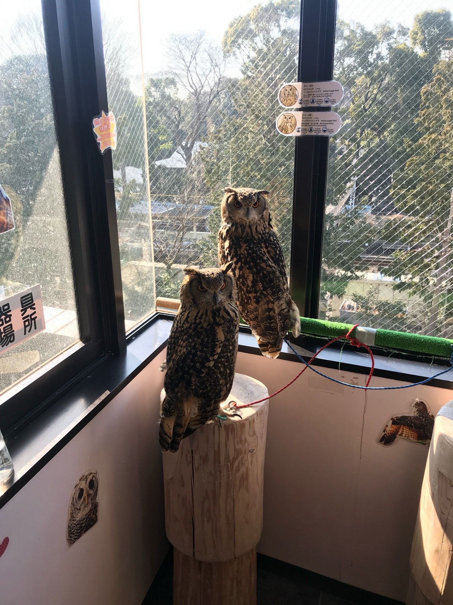 2 more owls in the same owl cafe as the prior photo, Tokyo, Shinjuku area.