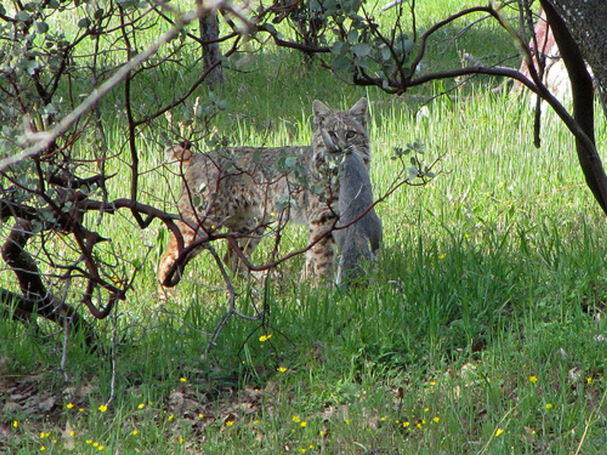 Bobcats taking a fat bottomed squirrel to dinner