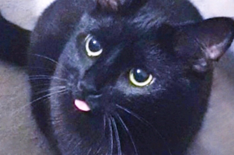 Photo of a black cat named Bamf doing a blep.