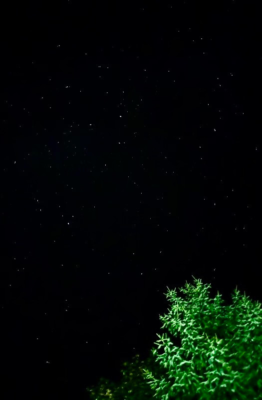 Stars shining brightly above a tree. 