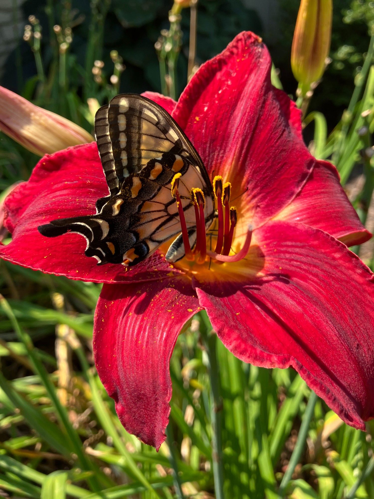 A yellow swallowtail butterfly feeding on the nectar of a red daylily