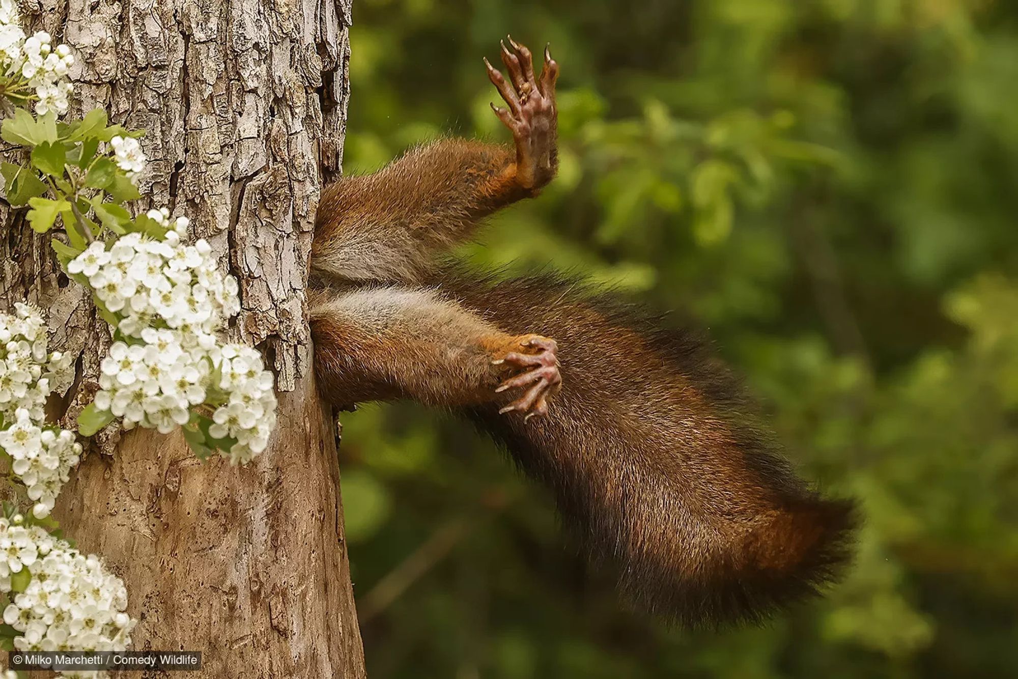 Reddish-brown squirrel with it's back legs and tail sticking straight out from the side of a tree. 

Photgraph by Milko Marchetti