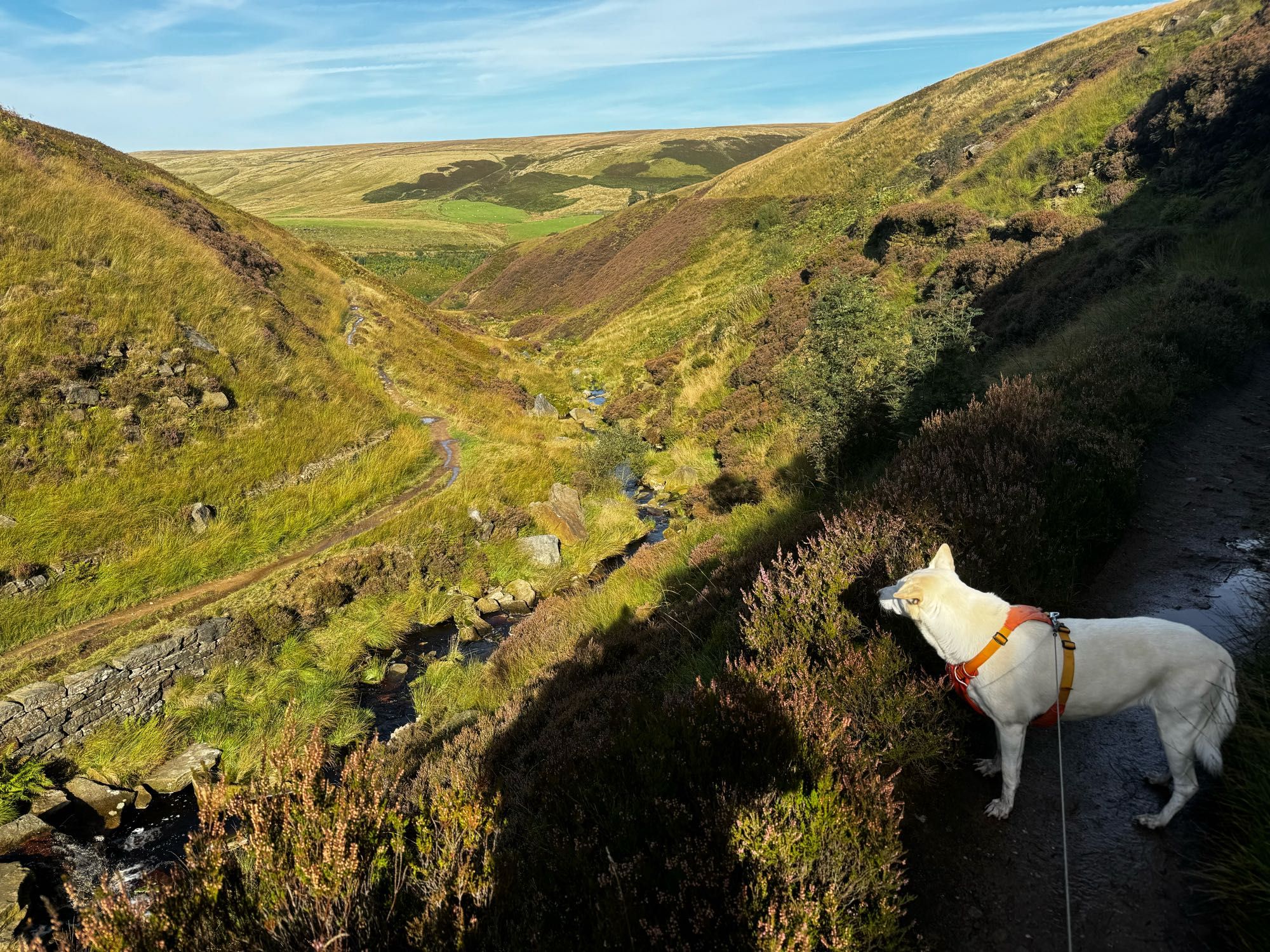 Bella the dog looks out over a moorland cough on the Pennine way.