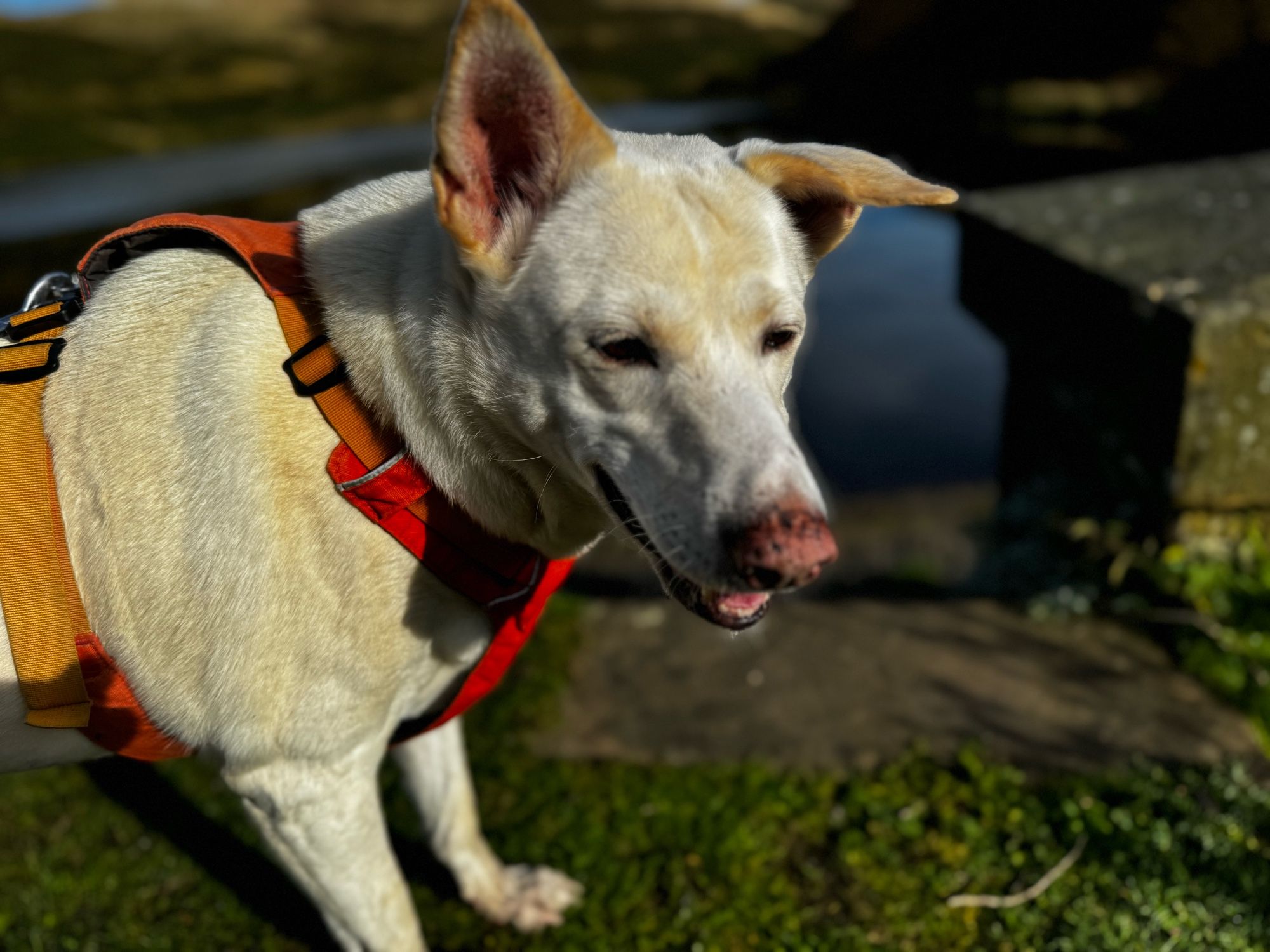 Bella the dog looks poses for a portrait by Wessenden Res on the Pennine way.