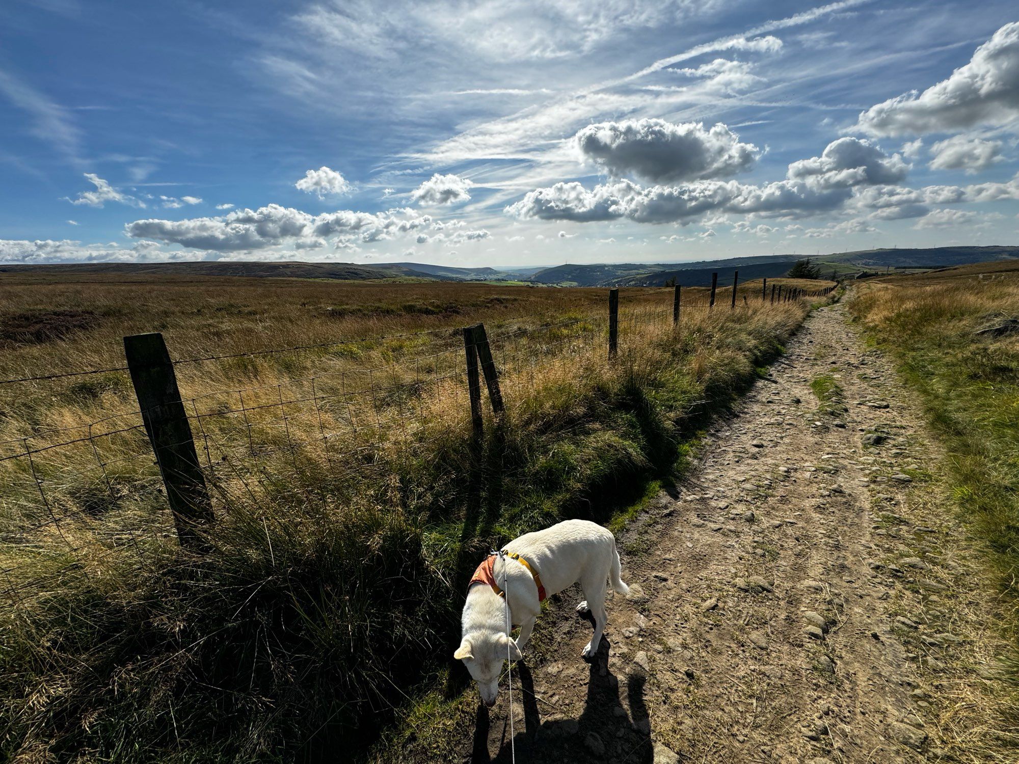 Bella the dog explores the smells on the Pennine way. Looking west over Manchester way.