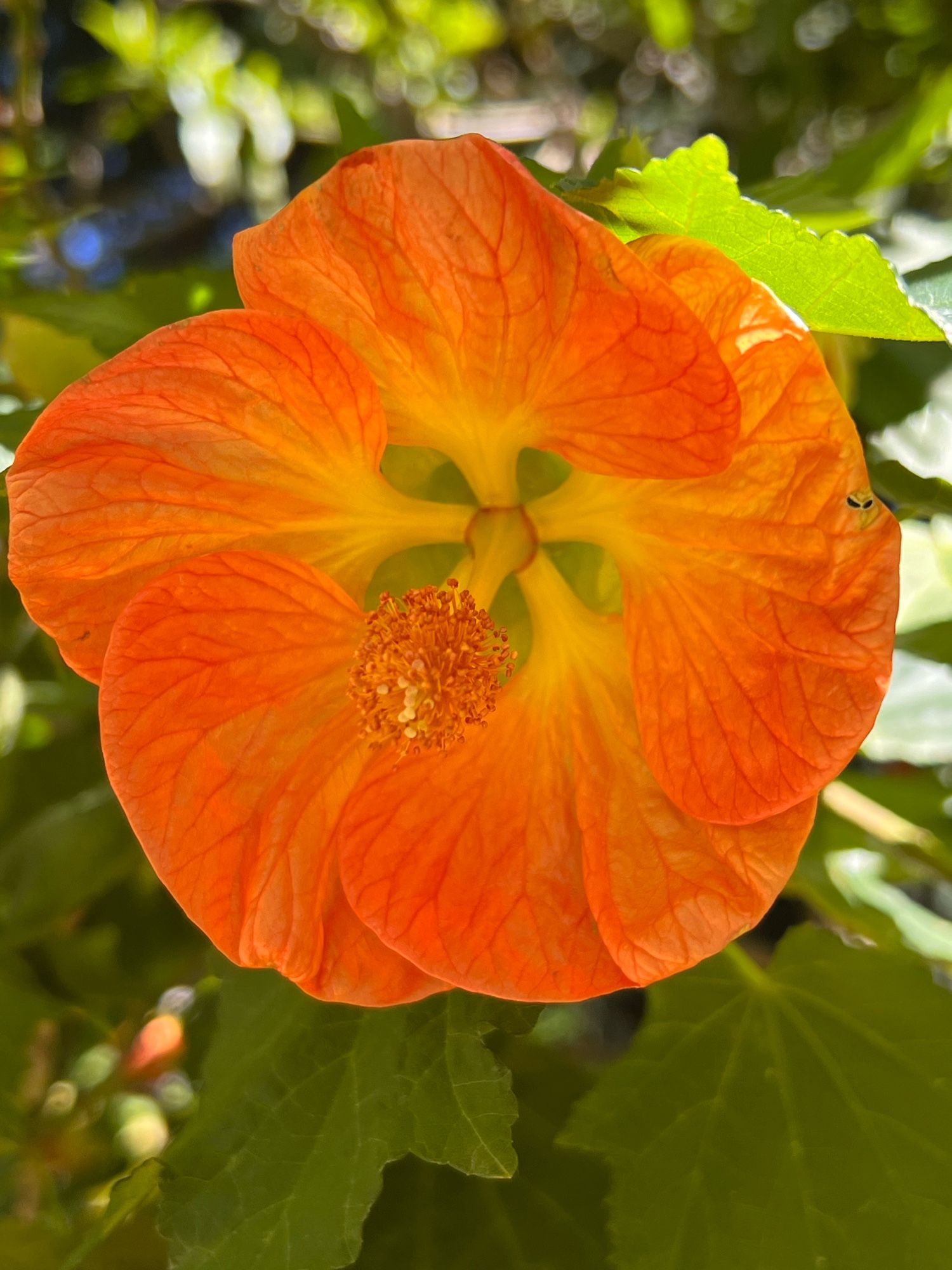 Orange flower with a background of green leaves.