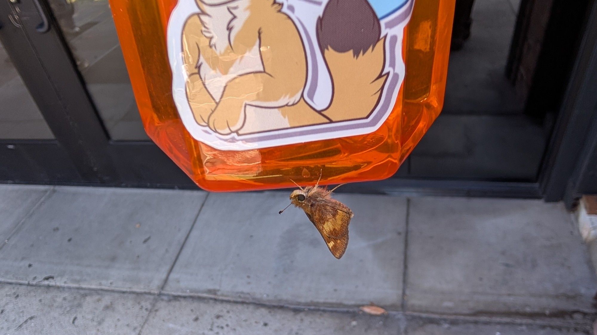 A moth clinging to the bottom of an orange water bottle with a fox sticker on it.