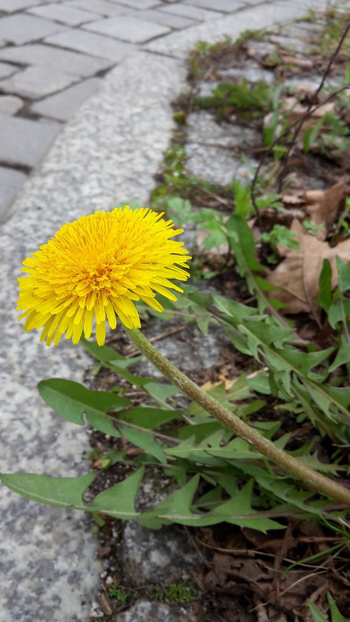 a dandelion blooms on the side of the road