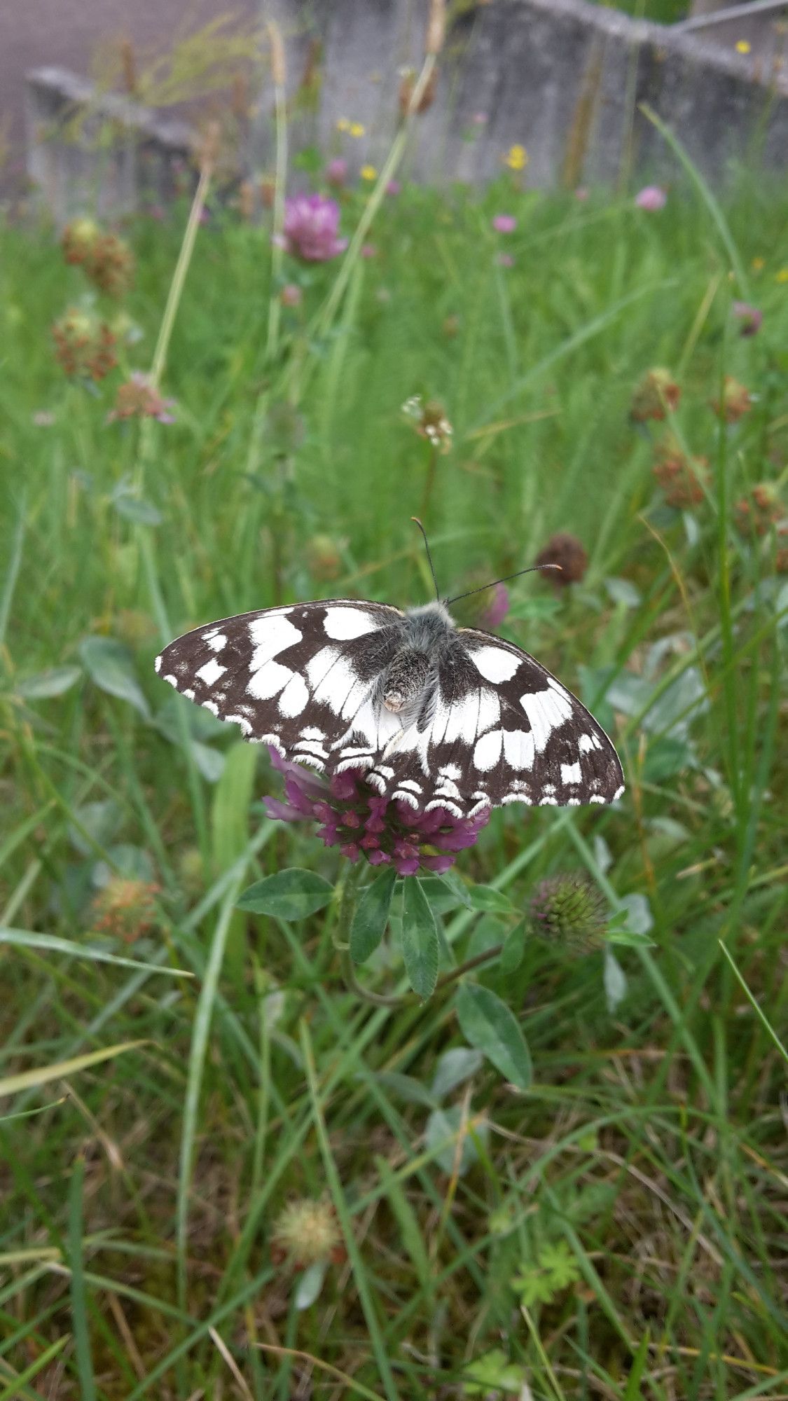 a black and white patterned butterfly on a purple clover blossom