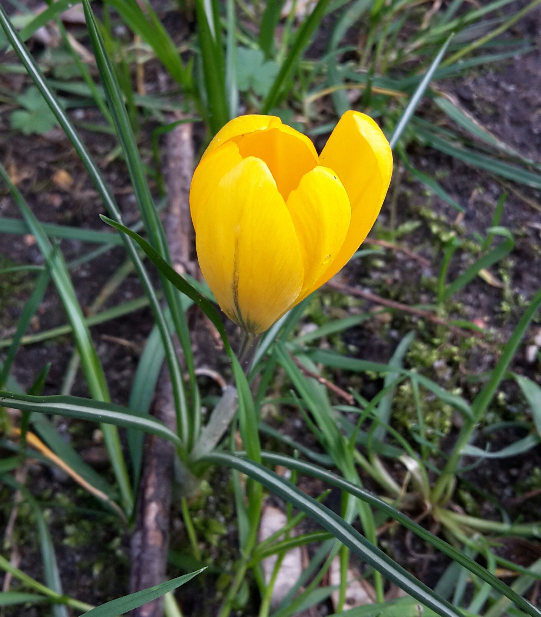 a yellow crocus with a tiny drop of water on one of its leaves