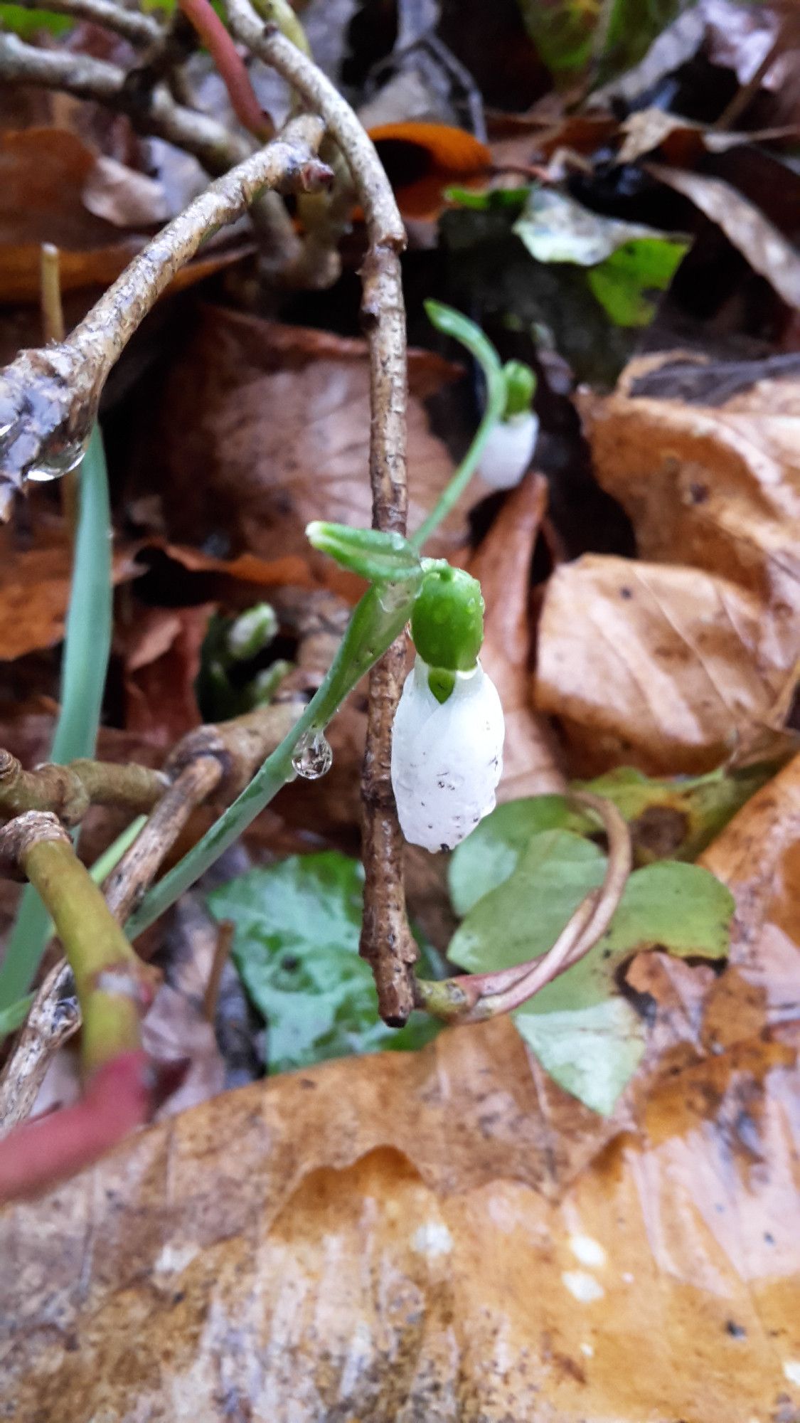 A snowdrop between old brown leaves, covered in raindrops