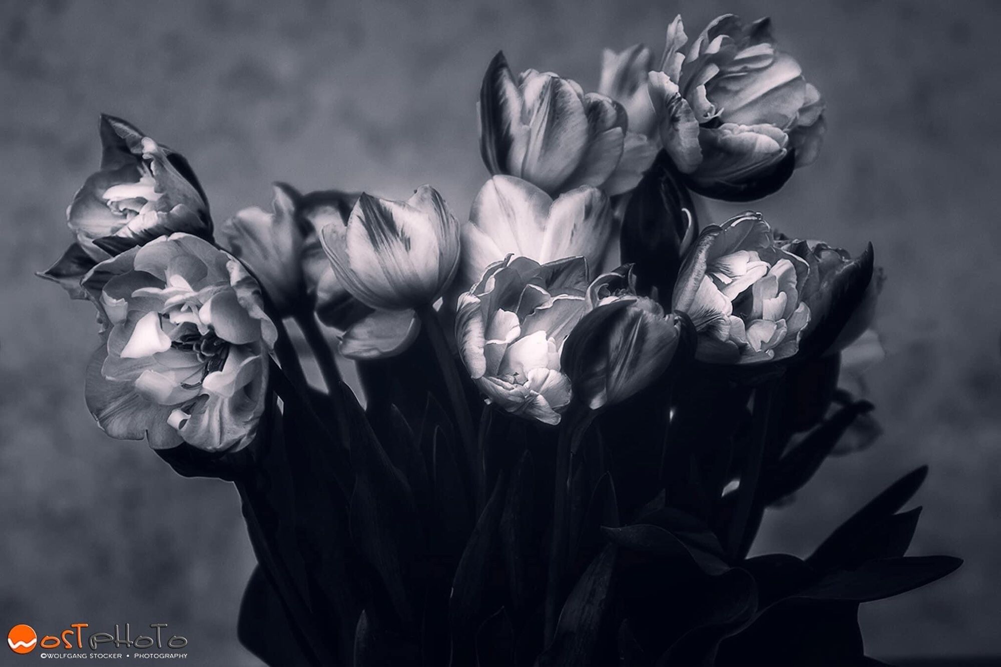 flowers in black and white