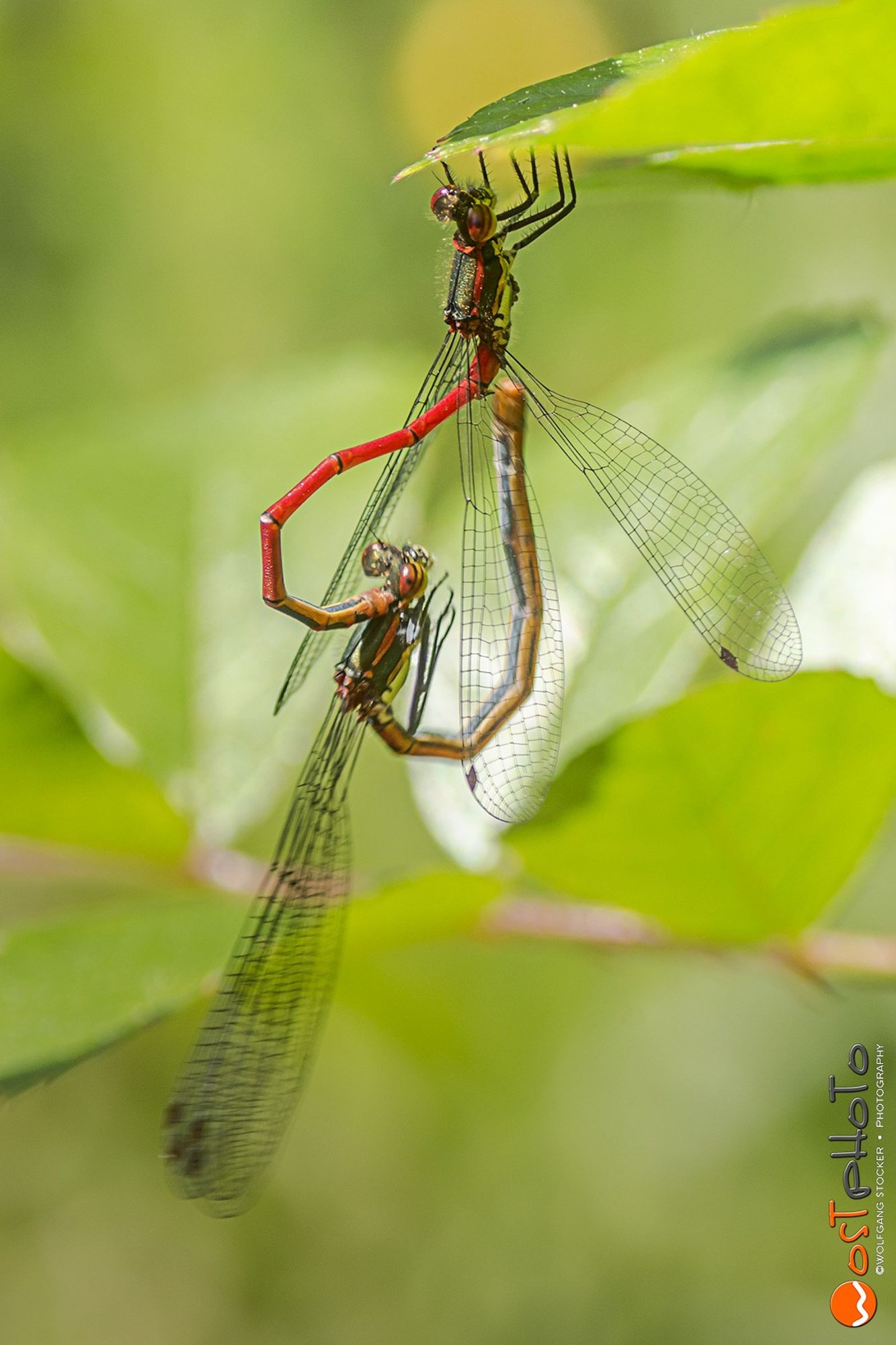 Attached dragonflies form a heart with their bodies