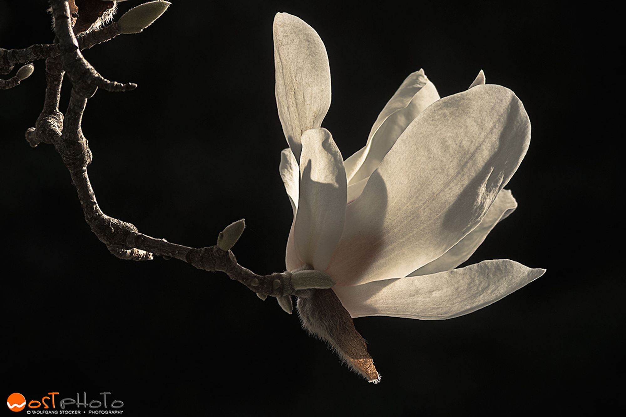 Illuminated white magnolia blossom on a tree branch