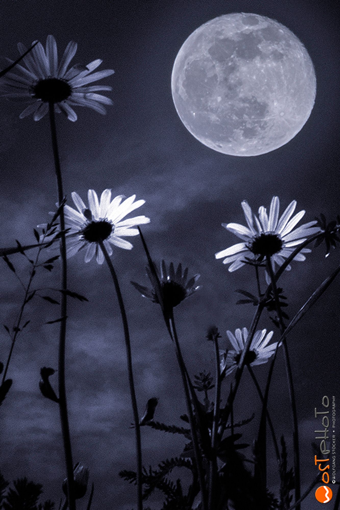 Composite of a full moon and flowers in a field