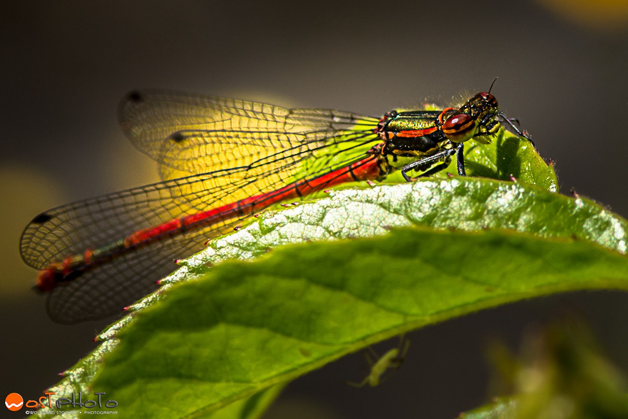 Little red dragonfly rests on green leaf