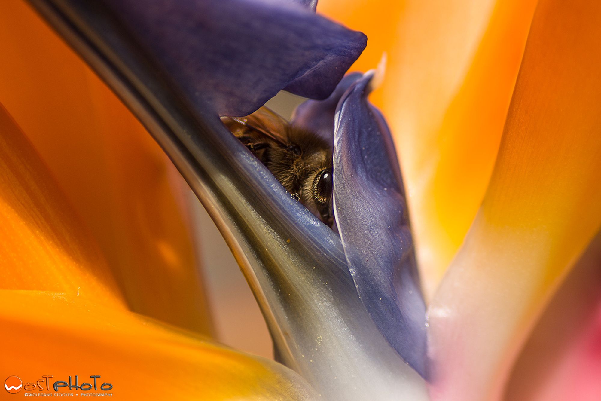 Little bee during lunch looking out of a colorful Bird of Paradise.