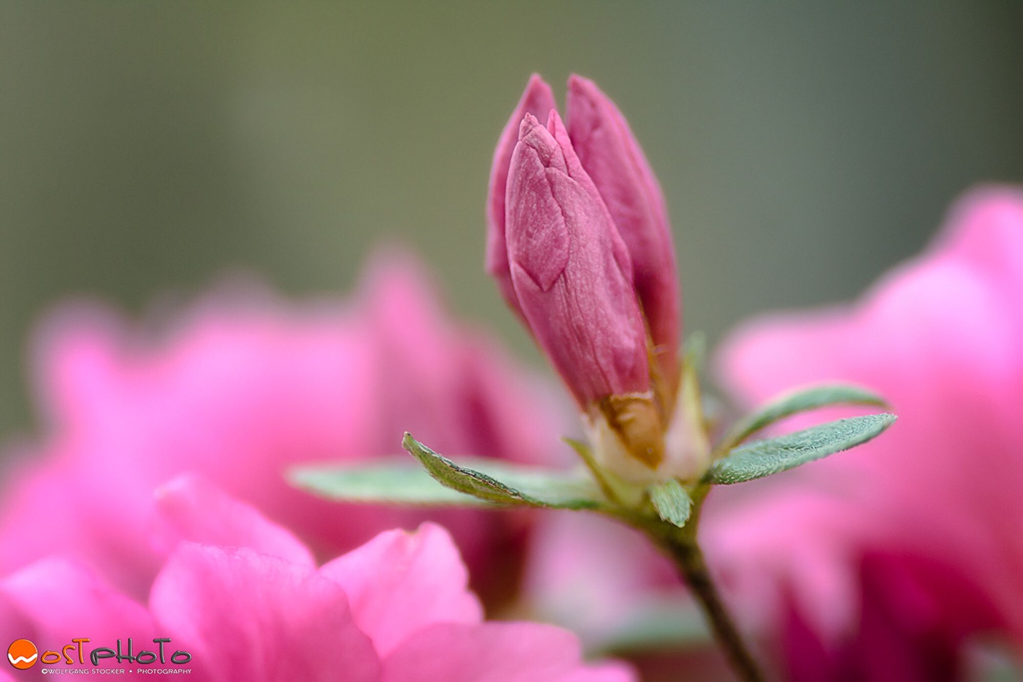 Pink flower blossom standing out