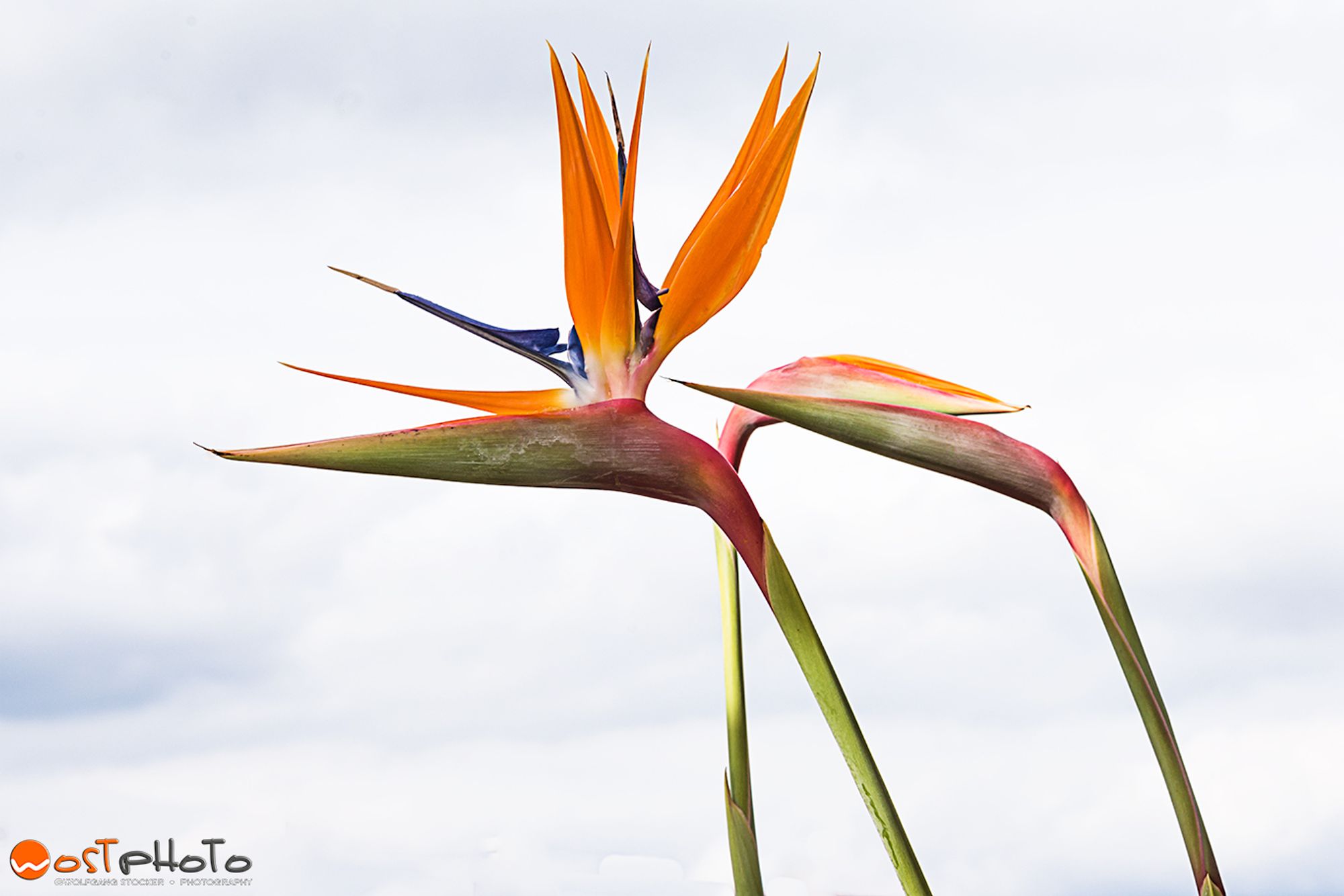 Bird of Paradise flowers standing up tall