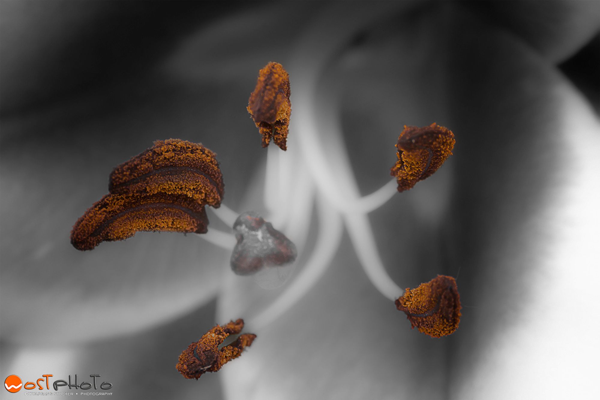 Close-up of a Royal Lily flower partially in black and white