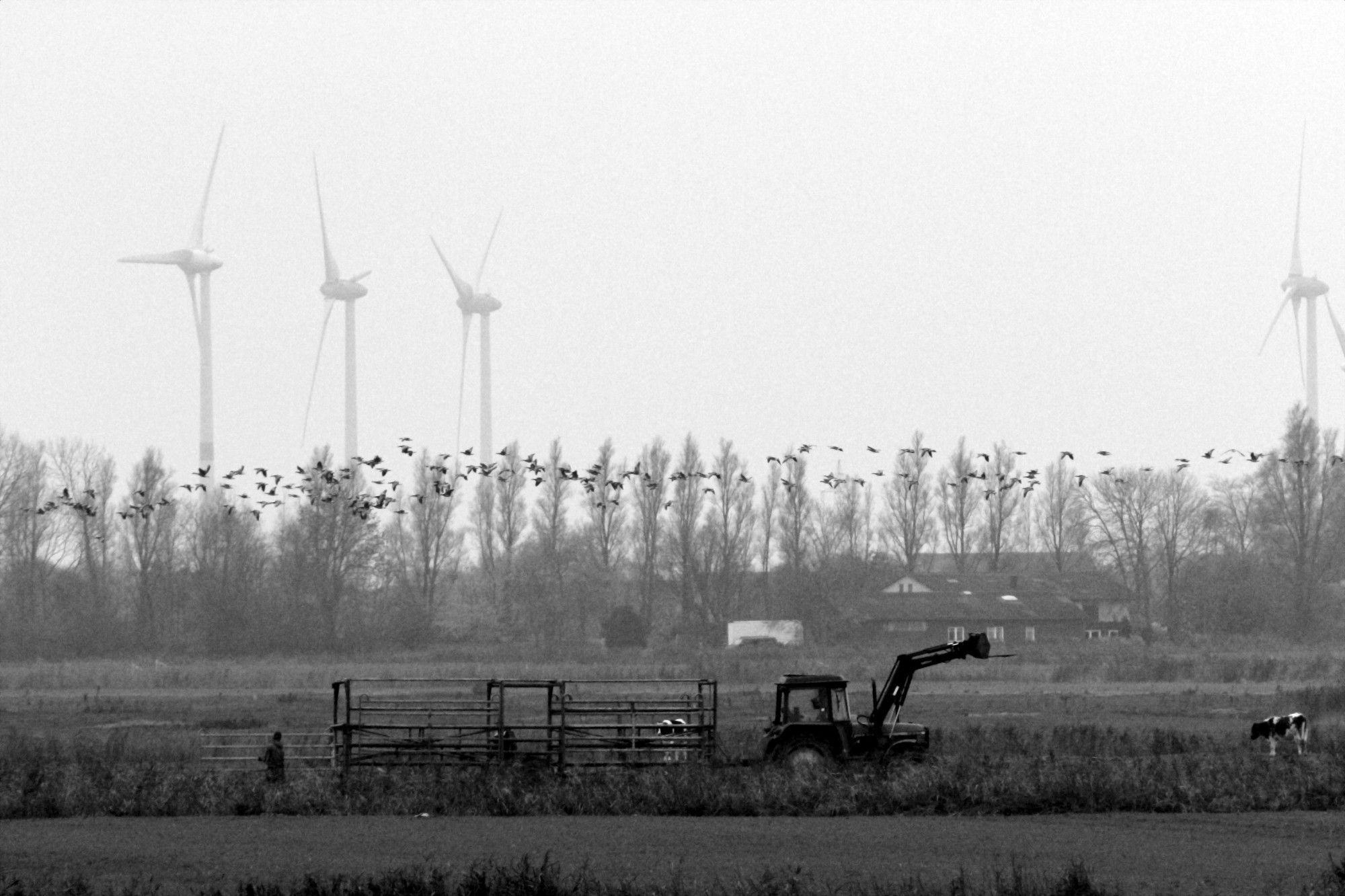 Trecker mit zwei Anhängern auf dem Feld, von der Seite aus großer Entfernung, darüber eine Baumgrenze, parallel dazu fliegt ein Vogelschwarm, dahinter Windräder.