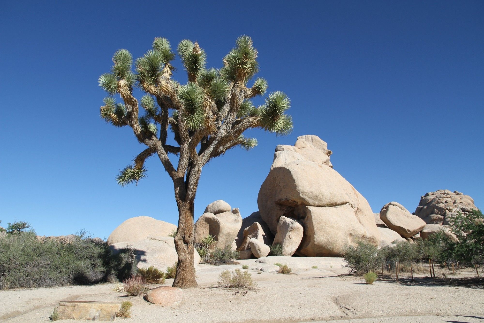 Joshua Tree vor strahlend blauen Himmel, dahinter glatte sandfarbene große Felsen