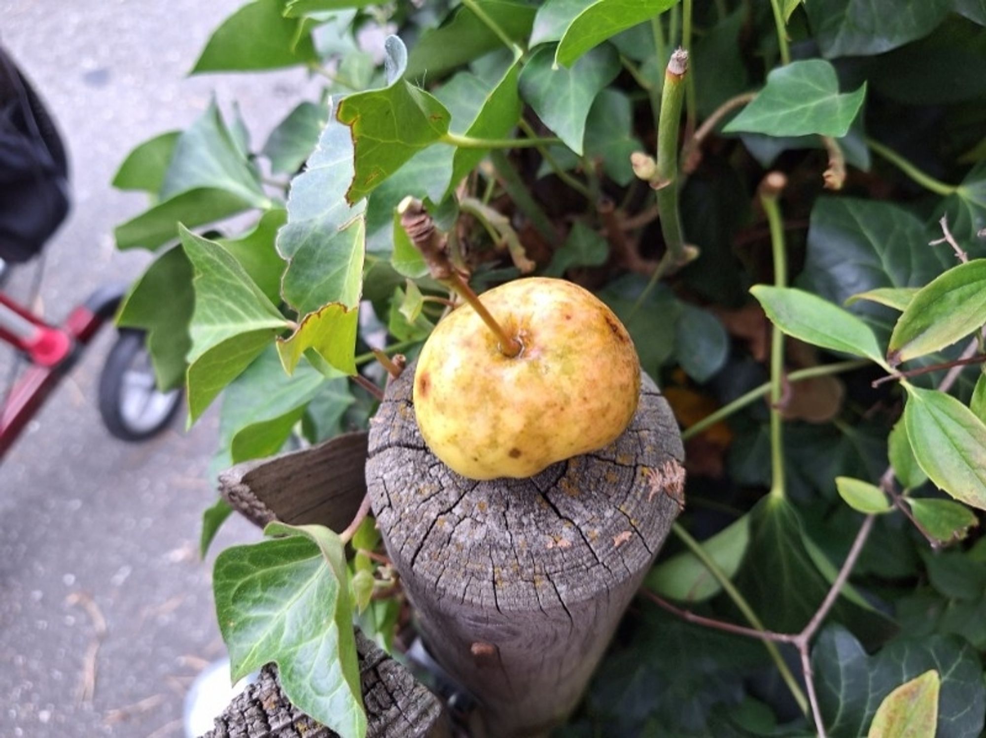 Mickrigen gelber Apfel im Garten.