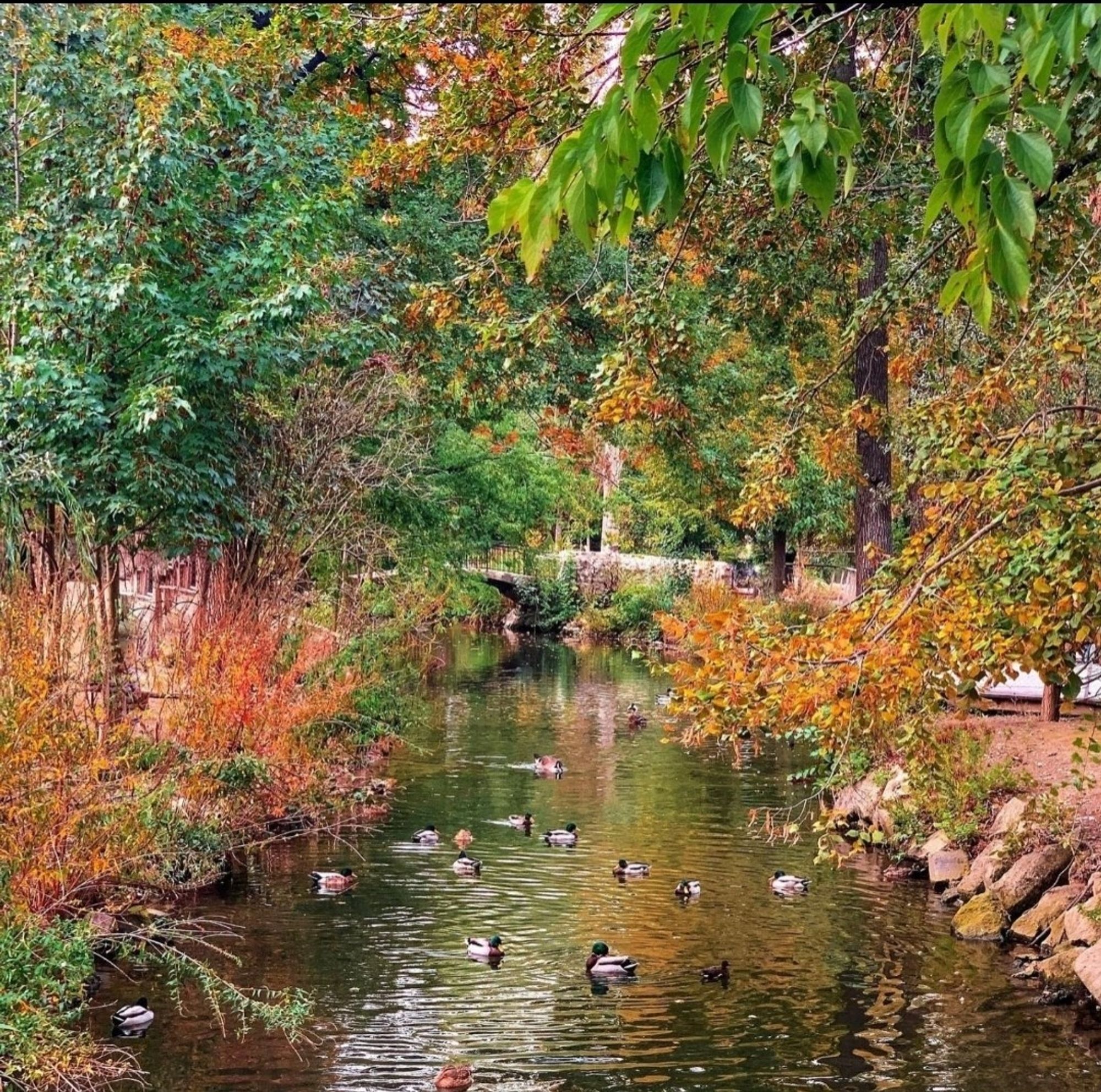 Petite rivière qui coule dans un parc. Couleurs automnales. Présence de canards sur l'eau.