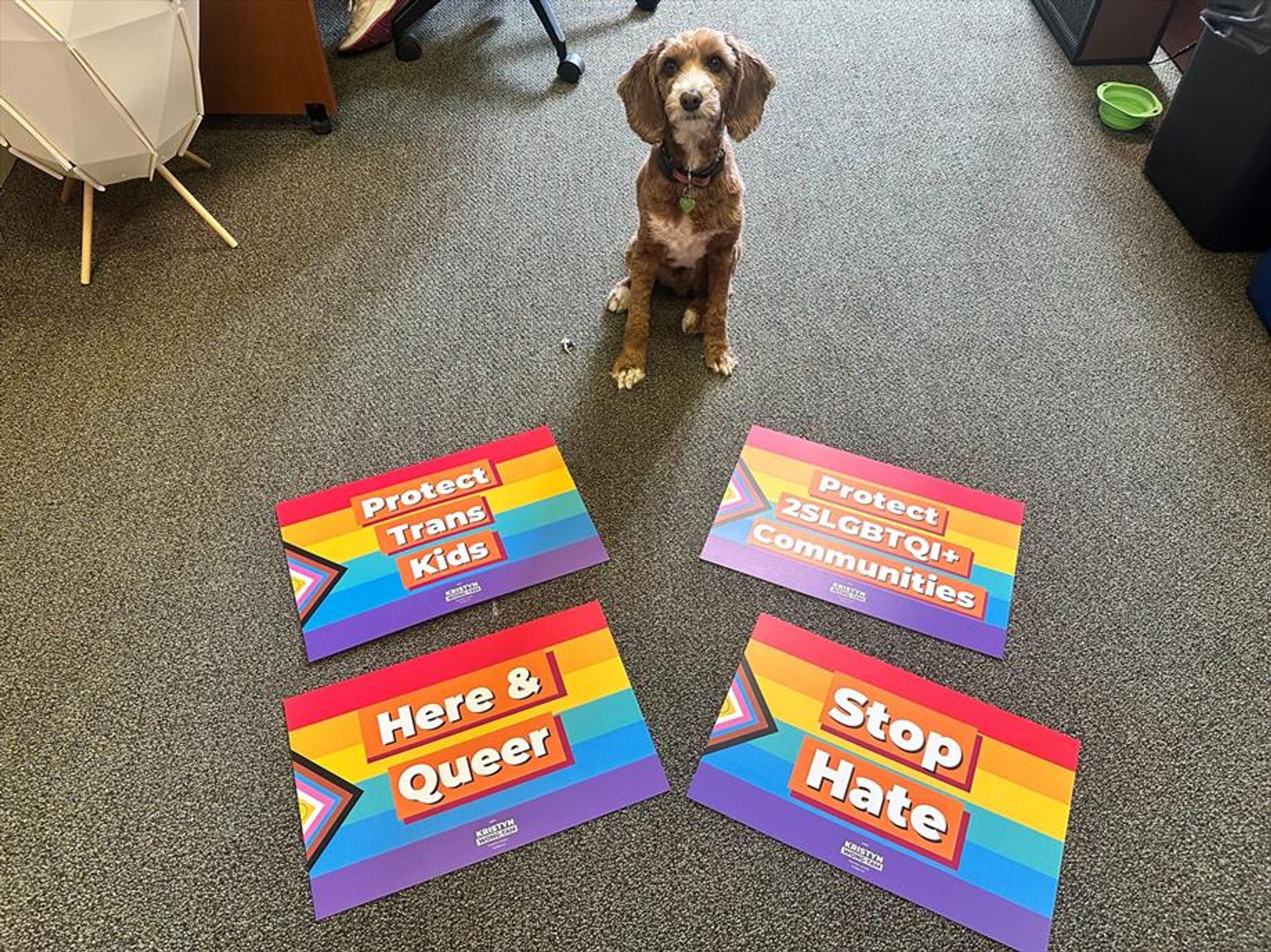 Cute dog with 4 gay signs