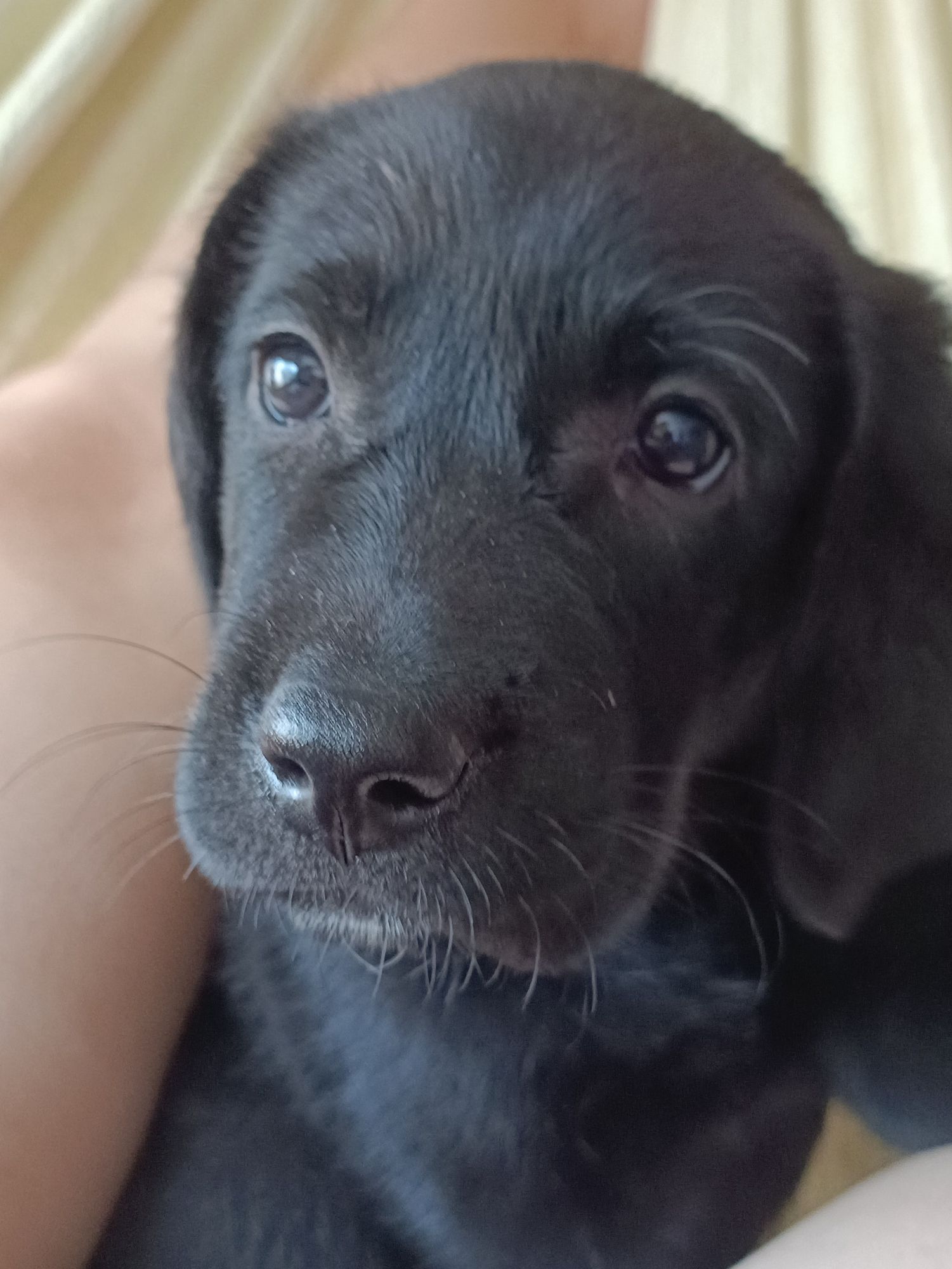 Imagem de uma cachorra labrador filhote toda pretinha